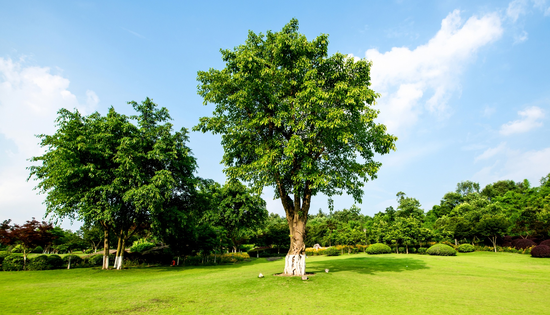 Zdjęcie przedstawia park, w którym skoszona jest trawa i są zadbane krzaki oraz drzewa. 