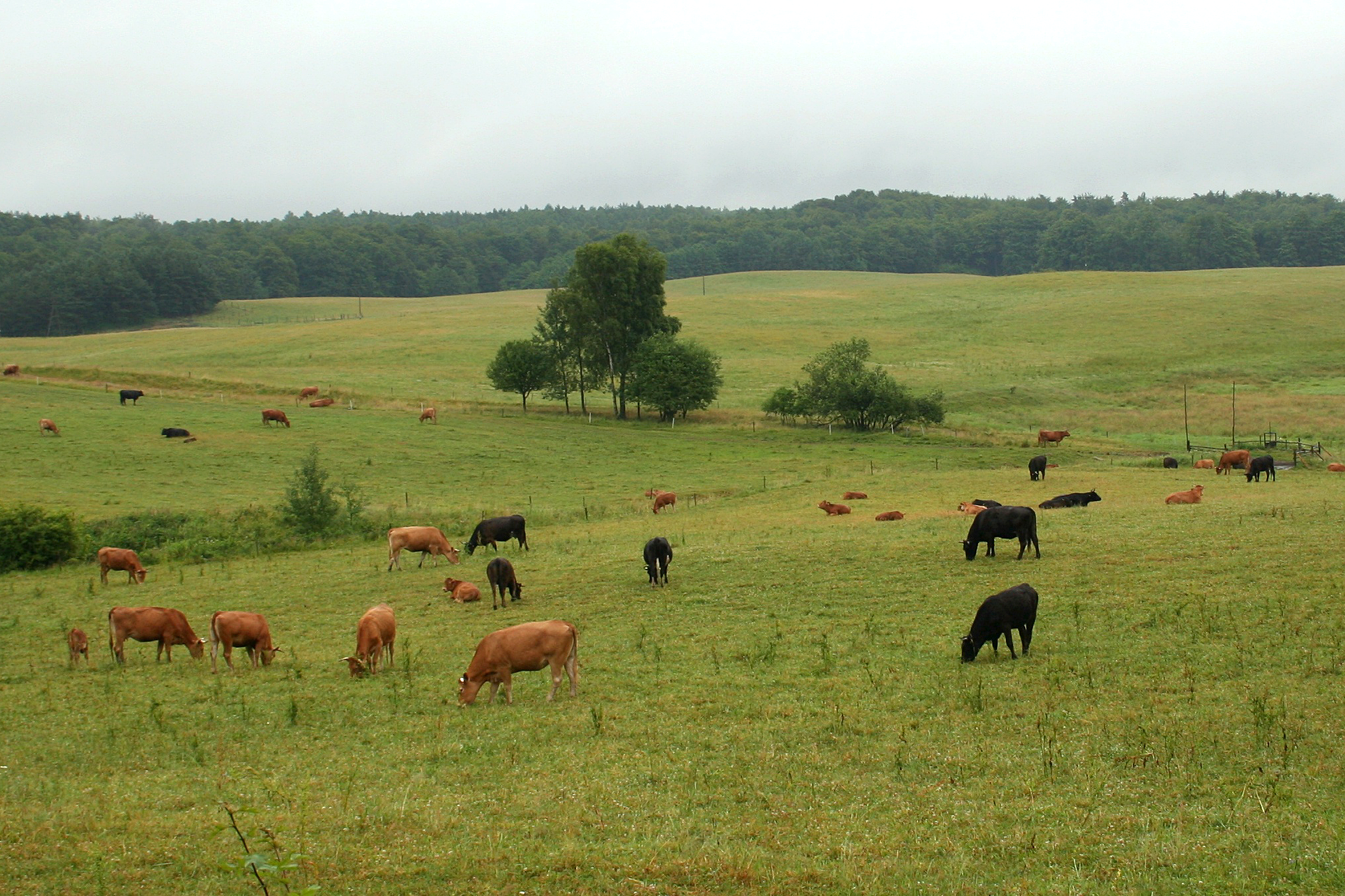 Fotografia przedstawiająca pastwisko z pasącymi się krowami.