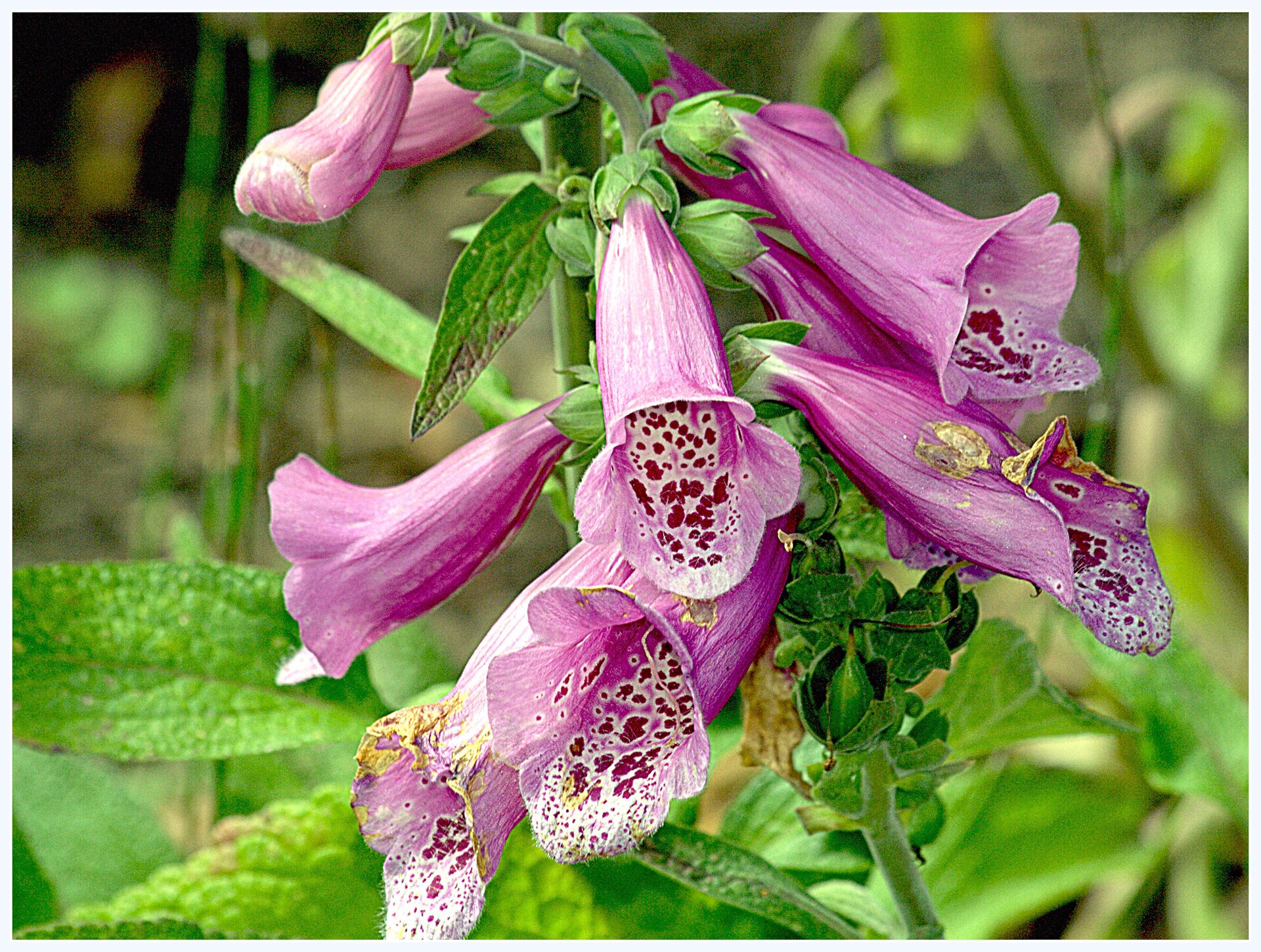 Zdjęcie przedstawia kwiaty naparstnicy. Kwiaty, zebrane w szczytowe grona, są różowe z ciemniejszymi plamkami w środku kielicha. 
