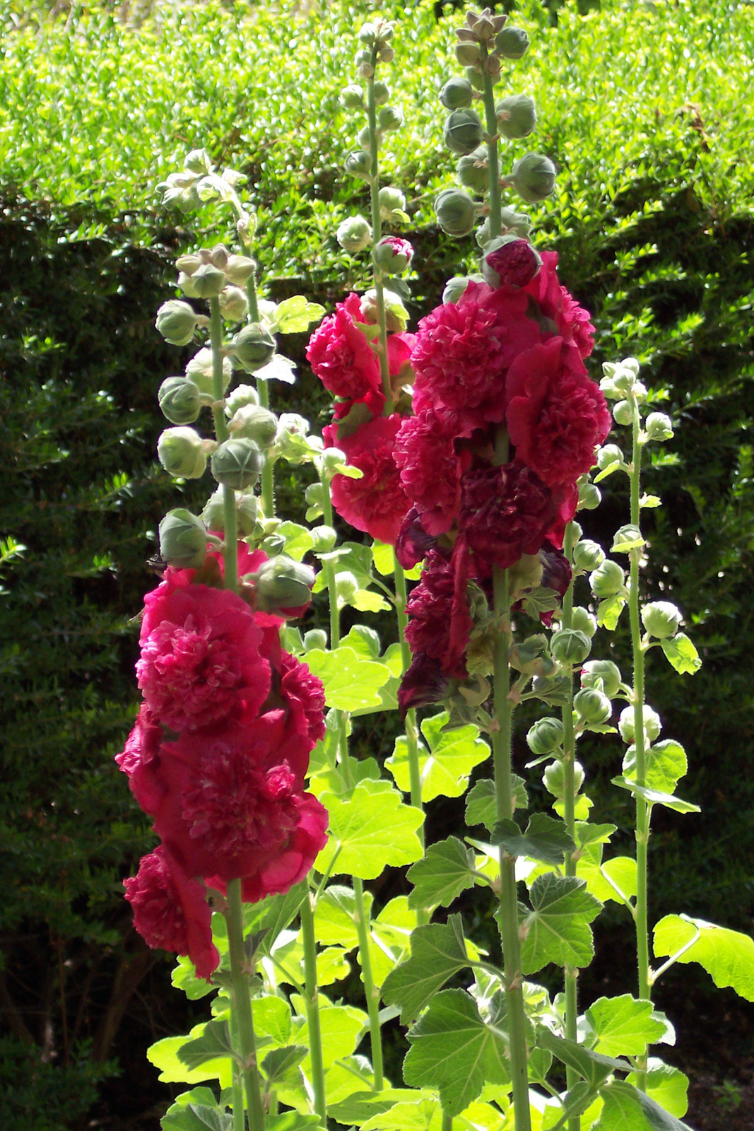 Fotografia przedstawia kilka wzniesionych, dużych pędów malw na tle żywopłotu liściastego. Na łodygach od dołu widoczne są: jasnozielone liście, nad nimi ciemnoróżowe pełne kwiaty, a jeszcze wyżej grube, okrągłe pąki. Malwa jest rośliną dwuletnią.