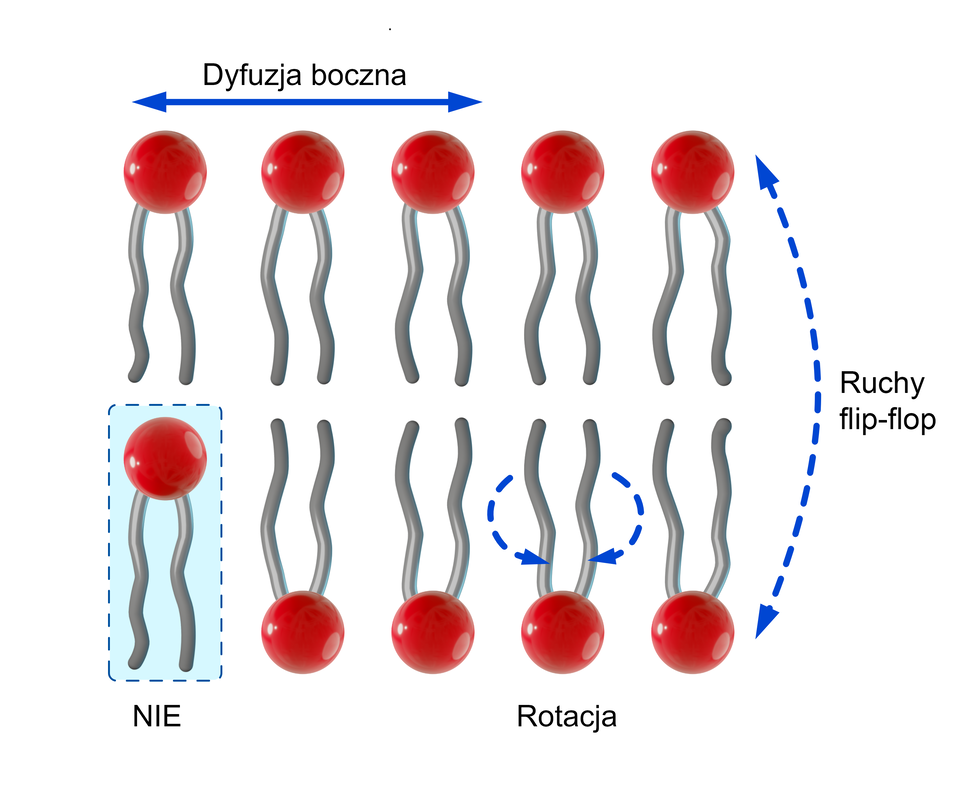 Grafika ukazuje schematycznie cząsteczki fosfolipidów tworzące dwuwarstwę lipidową. Każdy fosfolipid składa się z czerwonej kulki (główka hydrofilowa) oraz dwóch szarych falistych „ogonów” (ogony hydrofobowe). Fosfolipidy są ułożone w dwóch rzędach.
Na ilustracji pokazano cztery typy ruchów fosfolipidów:
Dyfuzja boczna – oznaczona poziomą niebieską strzałką nad górnym rzędem fosfolipidów. Pokazuje, że cząsteczki mogą się swobodnie przemieszczać w płaszczyźnie błony, przesuwając się względem siebie na boki.
Rotacja – zaznaczona okrągłą niebieską strzałką u podstawy jednej cząsteczki. Pokazuje obracanie się fosfolipidu wokół własnej osi.
Ruchy flip‑flop – przedstawione dużą, zakrzywioną niebieską strzałką przechodzącą z górnego do dolnego rzędu. Pokazuje przeskok fosfolipidu z jednej warstwy błony do drugiej. Ten ruch jest bardzo rzadki i wymaga udziału enzymów.
Brak przemieszczania się pojedynczego ogonka – w lewym dolnym rogu ilustracji, w niebieskiej ramce podpisanej „NIE”, pokazano izolowany fosfolipid, co sugeruje, że nie dochodzi do ruchu jednego ogonka niezależnie – taka zmiana nie zachodzi.