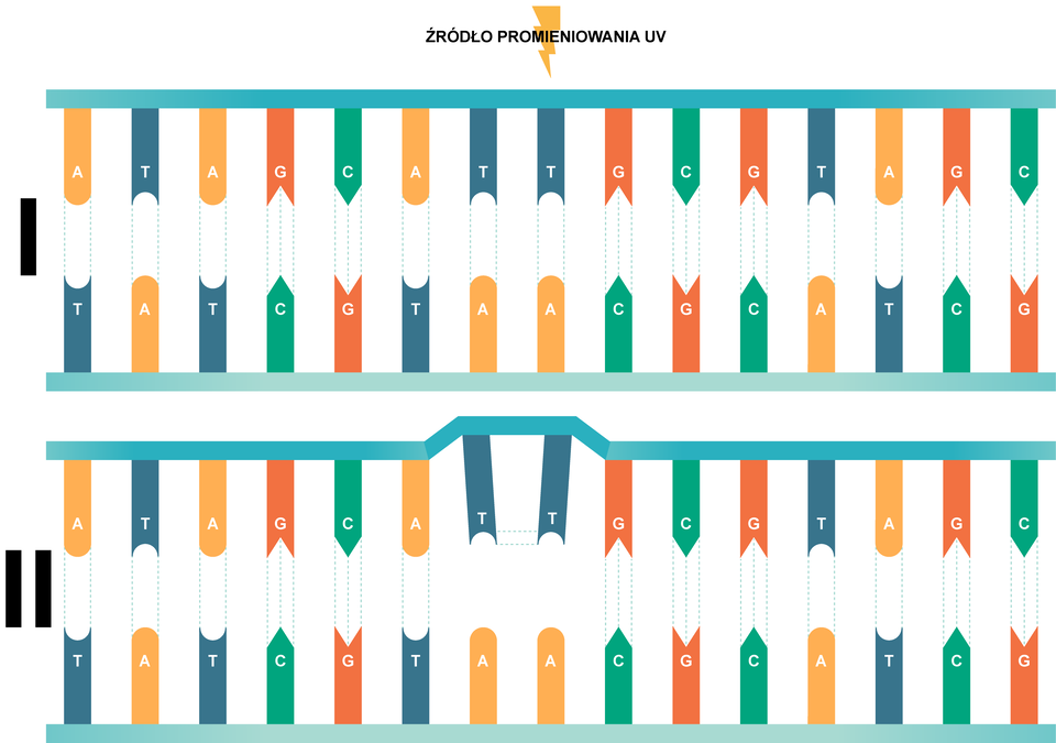 Schemat ilustruje wpływ promieniowania UV na łańcuch DNA, przyczyniającego się do tworzenia dimerów zasad tyminowych. Pierwsza ilustracja przedstawia dwie poziome linie, od których odchodzą w dół i w górę grube, łączące się ze sobą przerywanymi liniami odcinki zakończone półokrągłym wcięciem lub wypustką w przypadku odpowiednio pomarańczowej linii z literą A i niebieskiej linii z literą T, a zakończone spiczastym wcięciem i trójkątną wypustką w przypadku odpowiednio zielonej litery C i pomarańczowej linii z literą G. Symbolizuje to komplementarność zasad azotowych występujących w DNA - adeniny (A) z tyminą (T), oraz cytozyny (C) z guaniną (G).  Nad ilustracją znajduje się żółta błyskawica z napisem: źródło promieniowania UV. Druga ilustracja jest bardzo podobna, jedynie pośrodku, w miejscu, gdzie znajduje się błyskawica, pozioma linia jest zdeformowana i podniesiona do góry, a linie symbolizujące zasadę azotową – tyminę są przekrzywione do wewnątrz i zbliżone do siebie, przez co nie łączą się z liniami symbolizującymi adeninę. 