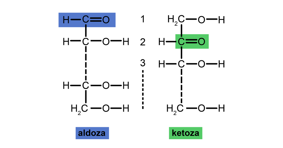 Ilustracja przedstawia strukturę dwóch cukrów. Pierwszy cukier to aldoza. Ma strukturę pionową. Od dołu kolejno grupa C H indeks dolny dwa koniec indeksu dolnego połączona wiązaniem pojedynczym z grupą O H. W górę, kolejna grupa to C Ha połączona wiązaniem pojedynczym z grupą O H. Dalej linia przerywana prowadzi do kolejnej grupy C H połączonej wiązaniem pojedynczym z grupą O H. Ostatnią jest grupa aldehydowa: C połączone wiązaniem podwójnym z O i wiązaniem pojedynczym z H.   Drugi cukier to ketoza. Ma strukturę pionową. Od dołu kolejno grupa C H indeks dolny dwa koniec indeksu dolnego połączona wiązaniem pojedynczym z grupą O H. W górę linia przerywana prowadzi do kolejnej grupy C H połączonej wiązaniem pojedynczym z grupą O H. Następna jest grupa ketonowa: C połączone podwójnym wiązaniem z O. C jest również połączone  pojedynczym wiązaniem z H. Ostatnią jest grupa C H indeks dolny dwa koniec indeksu dolnego połączona wiązaniem pojedynczym z grupą O H. 