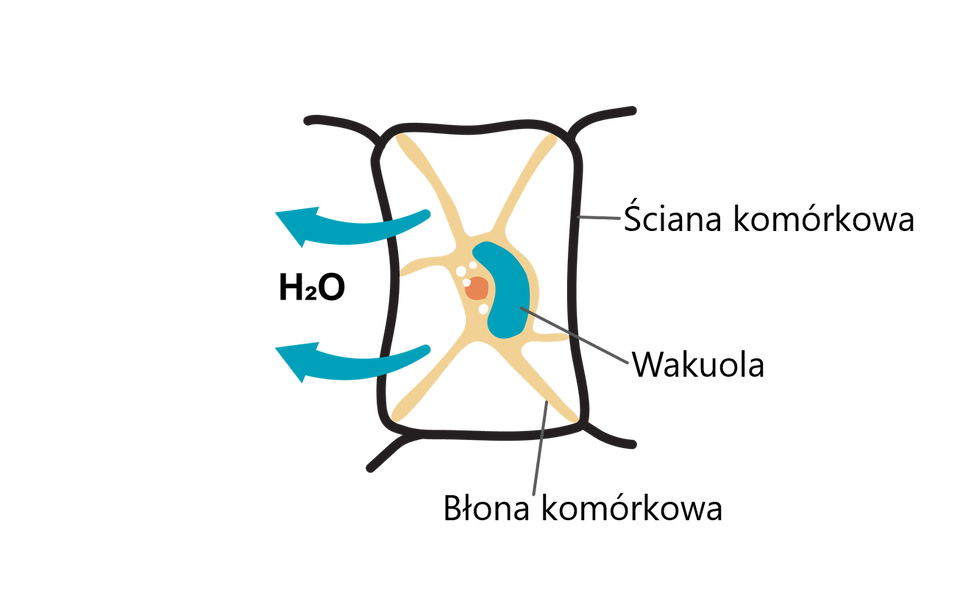 Ilustracja przedstawia komórkę roślinną umieszczoną w roztworze hipertonicznym, w którym stężenie substancji na zewnątrz komórki jest większe niż wewnątrz komórki. Widać na niej komórkę zbliżoną kształtem do prostokąta. Wewnątrz niej widoczne są żółte linie, niewielkie, niebieskie pole sąsiadujące z większym, pomarańczowym punktem i trzema małymi, białymi punktami. Ze środka prostokąta na zewnątrz prowadzą dwie niebieskie strzałki z napisem H indeks dolny 2 O.  