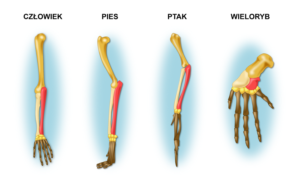Rysunek przedstawia cztery kończyny górne: człowieka, psa, ptaka oraz wieloryba. Kończyna górna człowieka i psa zbudowana jest podobnie. W jej budowie możemy wyróżnić dwie kości przedramienia i jedną ramienia. Zarówno u ptaka jak i u wieloryba kości przedramienia są znacznie skrócone. Kości wieloryba są najbardziej zredukowane w porównaniu do pozostałych organizmów. W budowie kończyny górnej występują również różnice w budowie dłoni. U ptaka kości te są najdłuższe, układające się w grot, natomiast u człowieka są one najdłuższe. Kości płetwy wieloryba są ułożone w ten sam sposób jak kości dłoni u człowieka. U psa kości łapy są charakterystycznie zgięte pod kątem dziewięćdziesięciu stopni w dwóch trzecich wysokości.