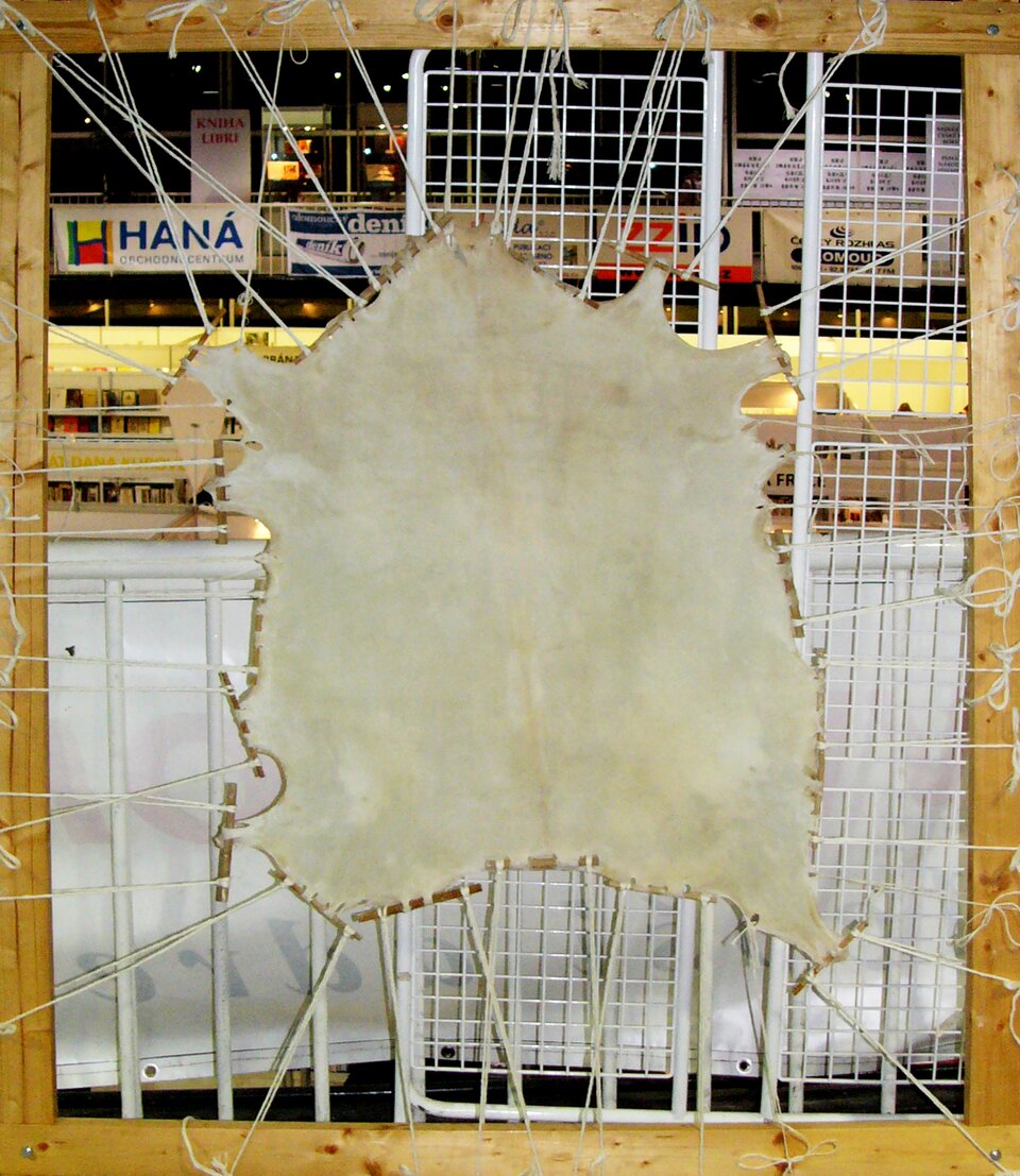 Zdjęcie jasnej skóry o nieregularnym kształcie, porowata, przypominająca układem obwód pięciokąta, rozciągnięta na białych sznurkach przymocowanych do jasno drewnianej ramy. W tle współczesne zabudowania obiektu hali targowej, widoczne banery i punkty obsługi.