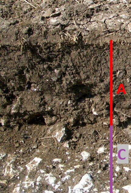 Zdjęcie ukazuje pionowy przekrój gleby. Odsłania glebę ciemnobrązową, niejednolitą, grudkowatą. W profilu gleby na dole znajdują się kamienie. 