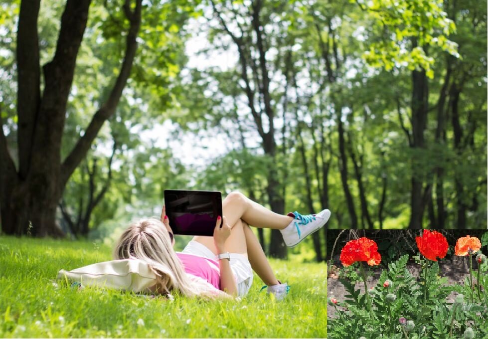 Ilustracja przedstawia dwie fotografie, które mają na celu pokazanie proporcji między drzewami a kwiatami. Duże zdjęcie przedstawia dziewczynę leżącą na trawie w parku. Otaczają ją wysokie drzewa. W prawym dolnym rogu tego zdjęcia znajduje się drugie, na którym rosną maki. Kwiaty są za duże w stosunku do parkowych drzew. Maki są za duże w stosunku do widoku parku i dziewczyny.