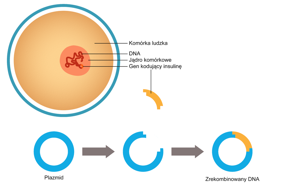 Schemat przedstawia powstawanie wektora plazmitowego. Pierwsza ilustracja obrazuje ludzką komórkę o okrągłym kształcie. W środku jej znajduje się jądro komórkowe w postaci pomarańczowego okręgu, w środku w nim znajduje się zwinięta nić DNA w kolorze czerwonym. Barwą żółtą zaznaczony jest jeden fragment nici - jest to gen kodujący insulinę. Poniżej znajduje się plazmid w kształcie ringu. Na kolejnej ilustracji plazmid ma z usunięty fragmentem. Na jego miejsce wszczepiono z kolei gen kodujący insulinę. Trzecia ilustracja pokazuje zrekombinowany DNA, już z wszczepionym fragmentem.