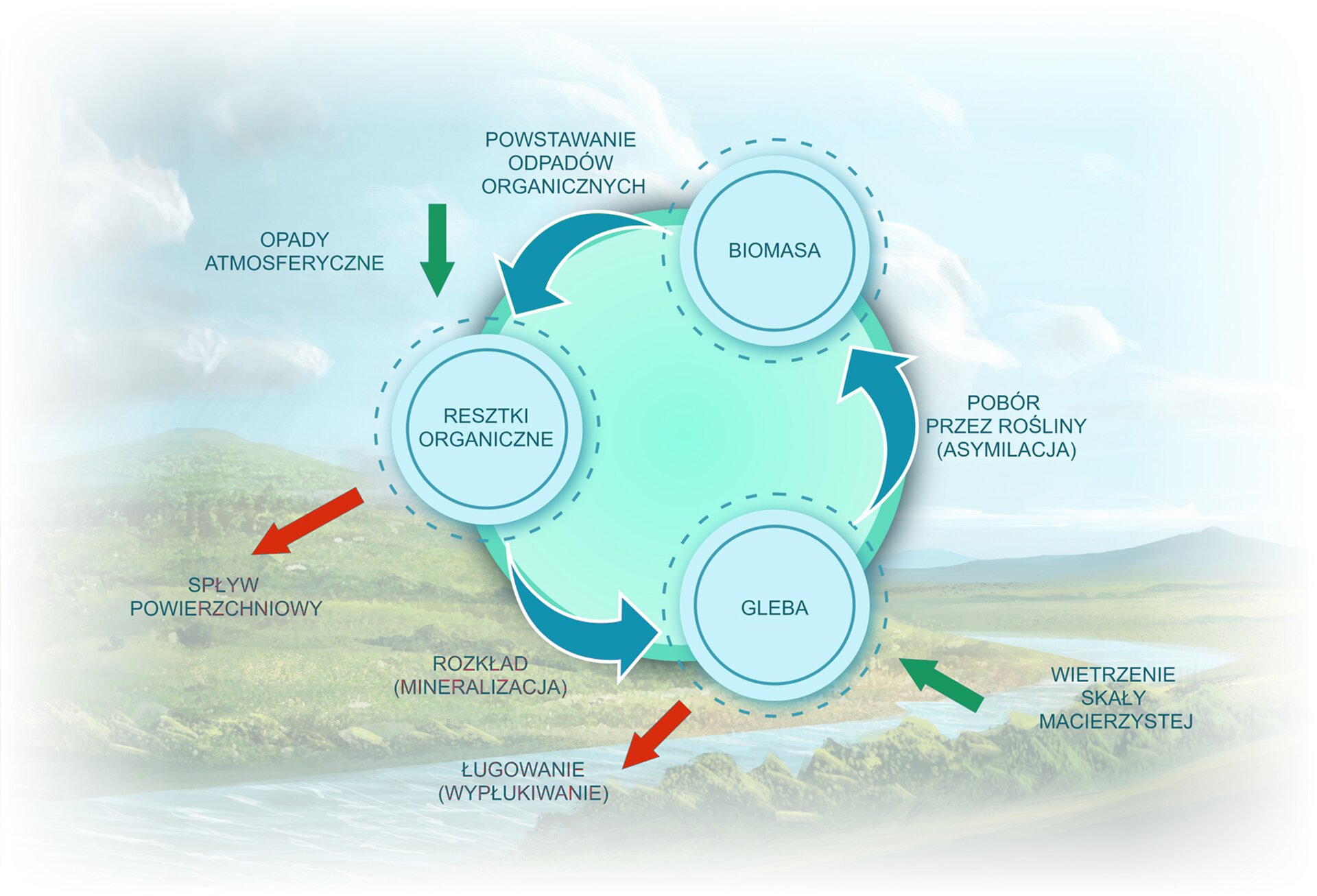 Schemat przedstawia obieg materii w ekosystemie lądowym. Z biomasy powstają odpady organiczne, które trafiają do resztek organicznych. Do resztek organicznych trafiają również opady. Resztki organiczne usuwane są ze spływem powierzchniowym. Resztki organiczne w wyniku rozkładu trafia ją do gleby￼. Gleba jest ługowana (wypłukiwana) oraz ulega wietrzenia skały macierzystej. Z gleby rośliny pobierają związki organiczne i następnie produkują biomasę.￼￼￼