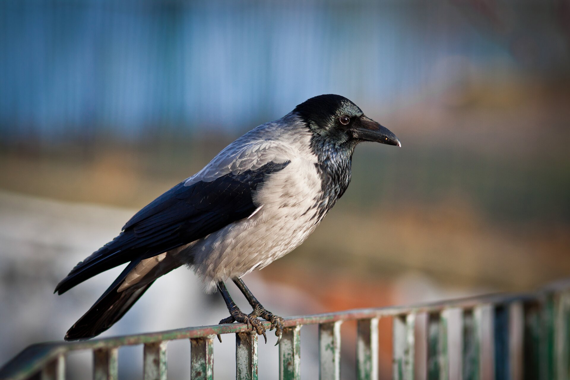 Na zdjęciu znajduje się ptak siedzący na obdrapanej z farby balustradzie. Ukazany jest z boku. Ma czarną głowę, skrzydła i ogon oraz szary tułów. Ma masywny dziób i małe, czarne, błyszczące oko. W tle znajduje się rozmyty krajobraz.