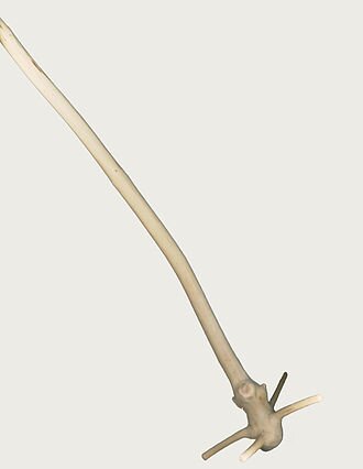 Zdjęcie przedstawia drewniane narzędzie kuchenne służące do mieszania.