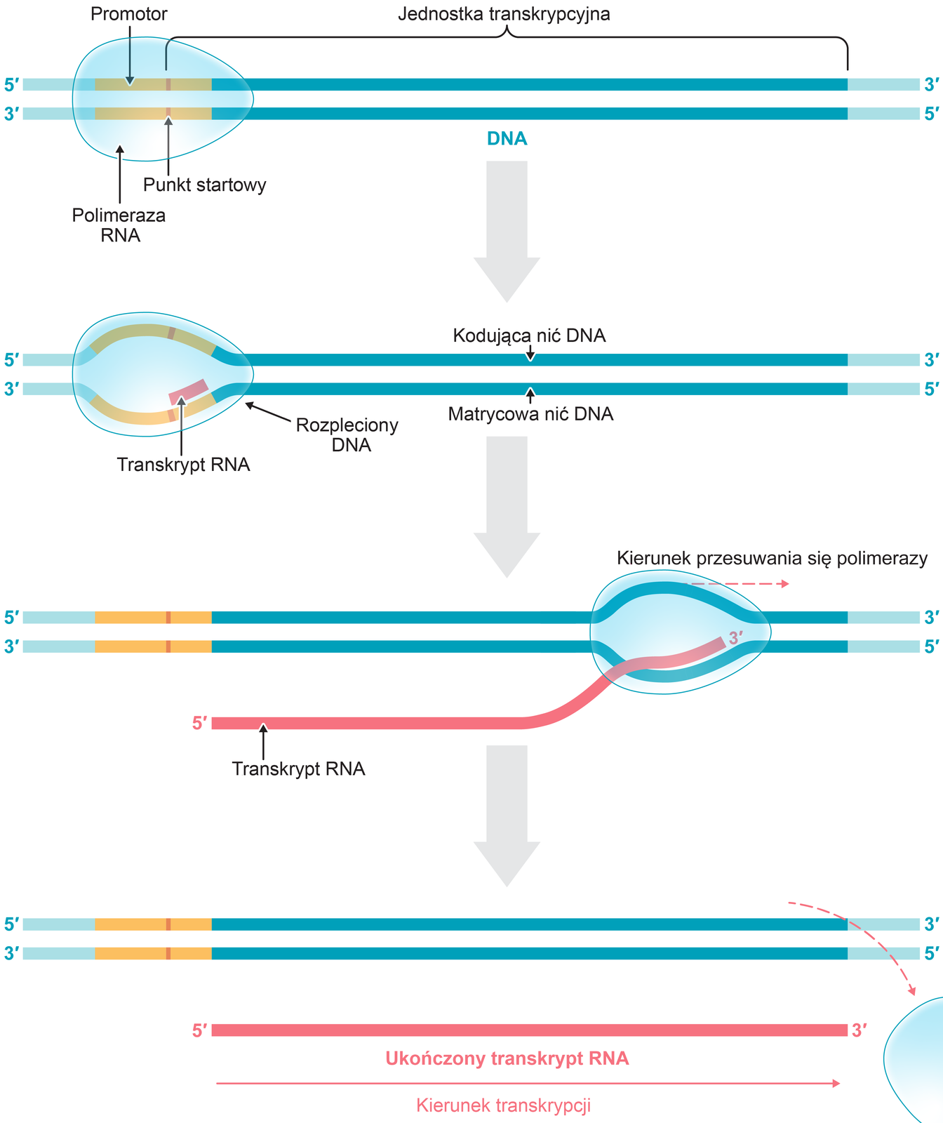 Schemat przedstawia przebieg transkrypcji eukariotycznej. Na pierwszej ilustracji widoczne są dwie równoległe do siebie linie – górna rozpoczyna się cyfrą 5 indeks górny prim a kończy cyfrą 3 indeks górny prim, dolna rozpoczyna się cyfrą 3 indeks górny prim a kończy cyfrą 5 indeks górny prim. Pierwsza część dwóch równoległych do siebie linii ma kolor jasnoniebieski, dalej linie przyjmują kolor żółty, bardzo krótki odcinek ma kolor czerwony, dalej znów przyjmują kolor żółty, kolejna, długa część ma kolor turkusowy, a ostatni odcinek jest jasnoniebieski. Żółty odcinek znajduje się w owalnym polu podpisanym jako polimeraza RNA. Żółta część linii podpisana jest jako promotor, a czerwona jako punkt startowy. Miejsce od punktu startowego do końca turkusowej części obejmuje klamra z podpisem: jednostka transkrypcyjna. Od tej części prowadzi w dół szeroka, jasnoszara strzałka z podpisem DNA. Na kolejnej ilustracji widoczne są takie same, równoległe do siebie linie. Górna linia rozpoczyna się cyfrą 5 indeks górny prim a kończy cyfrą 3 indeks górny prim, dolna rozpoczyna się cyfrą 3 indeks górny prim a kończy cyfrą 5 indeks górny prim. Pierwsza część dwóch równoległych do siebie linii ma kolor jasnoniebieski, dalej linie przyjmują kolor żółty, bardzo krótki odcinek ma kolor czerwony, dalej znów przyjmują kolor żółty, kolejna, długa część ma kolor turkusowy, a ostatni odcinek jest jasnoniebieski. Linie należące do żółtego odcinka odginają się w górę i w dół i wypełniają owalne pole. Widnieje tam podpis: rozpleciony DNA. Wewnątrz owalnego pola, na dolnej linii widnieje czerwony, krótki odcinek z podpisem: transkrypt DNA. Górna linia podpisana jest jako kodująca nić DNA, a dolna jako matrycowa nić DNA. W dół prowadzi kolejna jasnoszara, gruba strzałka. Poniżej na ilustracji widoczne są takie same, równoległe do siebie linie. Owalne pole przesuwa się w prawą stronę, znajduje się na turkusowej części nici. Nad nim znajduje się czerwona, przerywana linia z napisem: kierunek przesuwania się polimerazy. Spomiędzy dwóch nici w owalnym polu na zewnątrz w dół prowadzi czerwona wstęga rozpoczynająca się cyfrą 5 indeks górny prim a kończąca się cyfrą 3 indeks górny prim. Podpisana jest jako transkrypt RNA. Na ostatniej ilustracji na dole widoczne są te same, dwie równoległe do siebie linie – górna rozpoczyna się cyfrą 5 indeks górny prim a kończy cyfrą 3 indeks górny prim, dolna rozpoczyna się cyfrą 3 indeks górny prim a kończy cyfrą 5 indeks górny prim. Pierwsza część dwóch równoległych do siebie linii ma kolor jasnoniebieski, dalej linie przyjmują kolor żółty, bardzo krótki odcinek ma kolor czerwony, dalej znów przyjmują kolor żółty, kolejna, dłuższa część ma kolor turkusowy, a ostatni odcinek jest jasnoniebieski. Owalne pole - polimeraza RNA znajduje się pod tymi liniami. Na dole znajduje się równoległa do nich prosta, czerwona wstęga rozpoczynająca się cyfrą 5 indeks górny prim a kończąca się cyfrą 3 indeks górny prim z podpisem: ukończony transkrypt DNA. Pod spodem widnieje równoległa strzałka z grotem skierowanym w prawą stronę z podpisem: kierunek transkrypcji (downstream).
