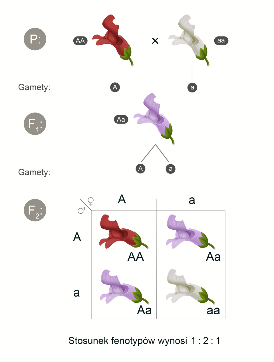 Ilustracja przedstawia schemat dominacji częściowej, czyli dziedziczenie barwy kwiatów rośliny o nazwie wyżlin większy. Na górze schematu widnieje duża litera P: obok znajduje się osobnik o genach duże A, duże A barwy czerwonej. Obok widoczny jest osobnik o barwie białej z zestawem genów małe a, małe a. Poniżej znajduje się symbol F indeks dolny 1 i narysowany jest osobnik o genach duże A, małe a barwy fioletowej. Obok symbolu F indeks dolny 2 znajduje się krzyżówka genetyczna. Są tam skrzyżowane dwa fioletowe osobniki: męski oraz żeński - oba z nich mają geny oznaczone jako duże A oraz małe a. Osobnik potomny posiadający geny oznaczone dwoma dużymi literami A ma barwę czerwoną. Osobnik posiadający geny oznaczone dużą literą A i małą literą a ma barwę fioletową, podobniej jak drugi osobnik posiadający taki sam zestaw genów. Ostatni osobnik otrzymał zestaw genów oznaczonych dwiema małymi literami a. Jest on biały.