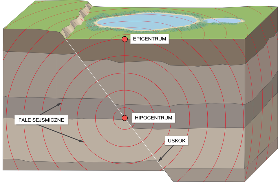 Na ilustracji prostopadłościan będący wycinkiem Ziemi. Profil ukazuje kilka warstw Ziemi w różnych odcieniach brązu. Na powierzchni Ziemi trawa oraz mały zbiornik wodny. W samym środku przekroju czerwoną kropką oznaczono hipocentrum. Wyprowadzono od niej prostą linię prowadzącą do punktu znajdującego się na powierzchni Ziemi tuż nad hipocentrum. Miejsce to nazywa się epicentrum. 
Od hipocentrum rozchodzą się równe, stopniowo coraz większe okręgi. Są to fale sejsmiczne. Podobny proces ma miejsce na powierzchni Ziemi wokół epicentrum, fale rozchodzą się po powierzchni Ziemi.
Na ilustracji przez punkt hipocentrum biegnie ukośna biała linia. Jest nachylona pod kątem około czterdziestu pięciu stopni. Rozpoczyna się na powierzchni Ziemi, biegnie do końca przedstawionego profilu. Na obrazku opisano ją jako uskok. Powierzchnia Ziemi, a także wszystkie warstwy przekroju położone na lewo od niej znajdują się nieco wyżej niż te, które leżą po prawej stronie zaznaczonej linii uskoku.