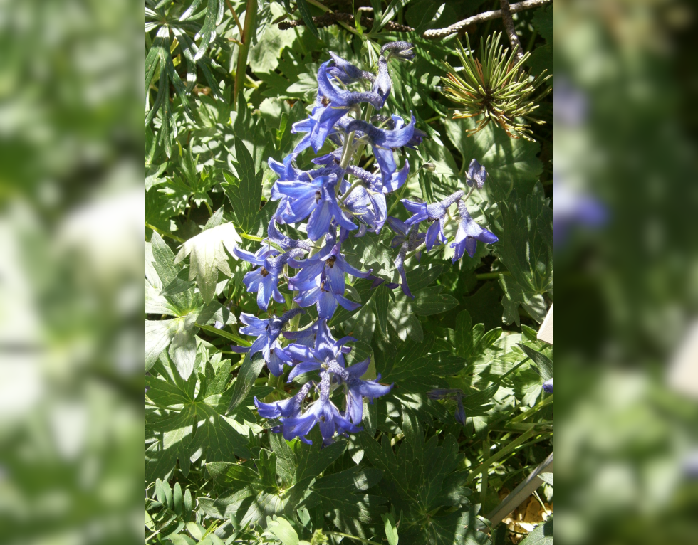 Fotografia przedstawia niebieskie kwiaty na tle liści. To ostróżka tatrzańska.