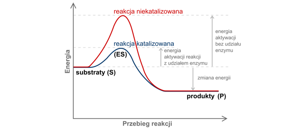 Wykres przedstawia różnicę w przebiegu reakcji katalizowanej i niekatalizowanej. Oś X opisana jest: przebieg reakcji a oś Y opisana: Energia.  Reakcja katalizowana jest na wykresie oznaczona niebieską krzywą. Reakcja niekatalizowana krzywą czerwoną. Początek obu osi jest podpisany: Substraty  a złączone końce: produkty.  Czerwony wykres zaczyna się w tym samym miejscu co wykres niebieski w połowie osi Y oraz kończy wspólnie z wykresem niebieskim poniżej początku obu wykresów. Środkowa część obu wykresów jest wzniesiona w górę, z tym że reakcja niekatalizowana ma znacznie wyższe wzniesienie niż katalizowana. Dzięki udziałowi katalizatora, osiągnięcie stanu równowagi jest prostsze, a energia aktywacji reakcji z udziałem enzymu jest o połowę niższa niż w przypadku reakcji niekatalizowanej. To znaczy bez udziału enzymu.