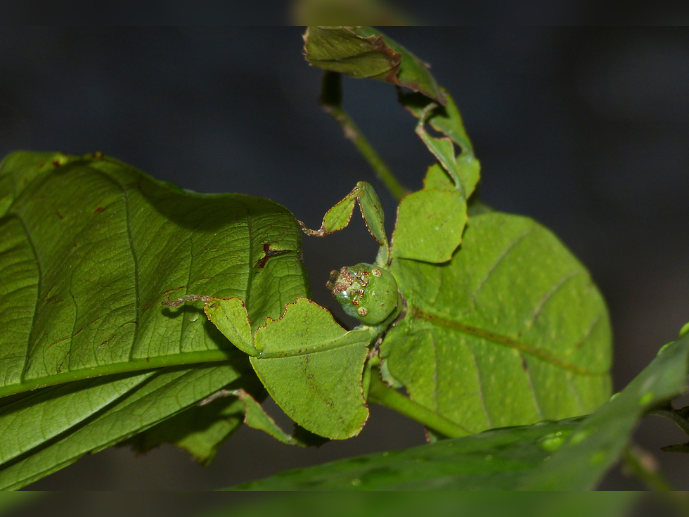 Fotografia przedstawia liśćca olbrzymiego siedzącego na liściu. Liściec to owad, którego spłaszczone, jasnozielone  ciało z brązową obwódką przypomina liść. Duża pokrywa skrzydeł obejmuje większość ciała owada i to one decydują o jego podobieństwie do liści. Budowa odnóży - zwłaszcza ud - również w kształcie lisci. Na zielonej głowie para czułków.
