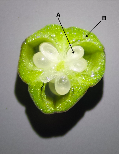 Na zdjęciu owoc o kształcie sercowatym. Wewnątrz zielonej ściany zalążni owocni, znajdują się białe, dojrzewające nasiona w kształcie ziarenek.