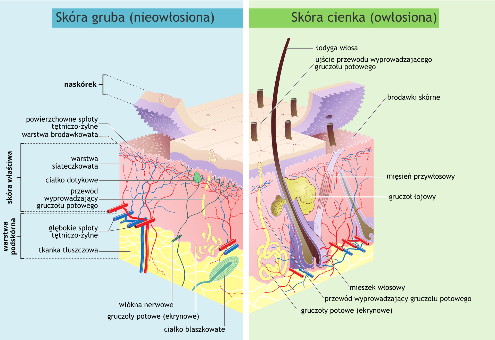 Kliknij żeby powiększyć Ilustracja 1 to dwa schematy budowy skóry ułożone obok siebie. Lewy schemat to gruba nieowłosiona skóra. Prawy schemat to skóra cienka i owłosiona. Obydwa schematy podzielone są poziomo na warstwy.