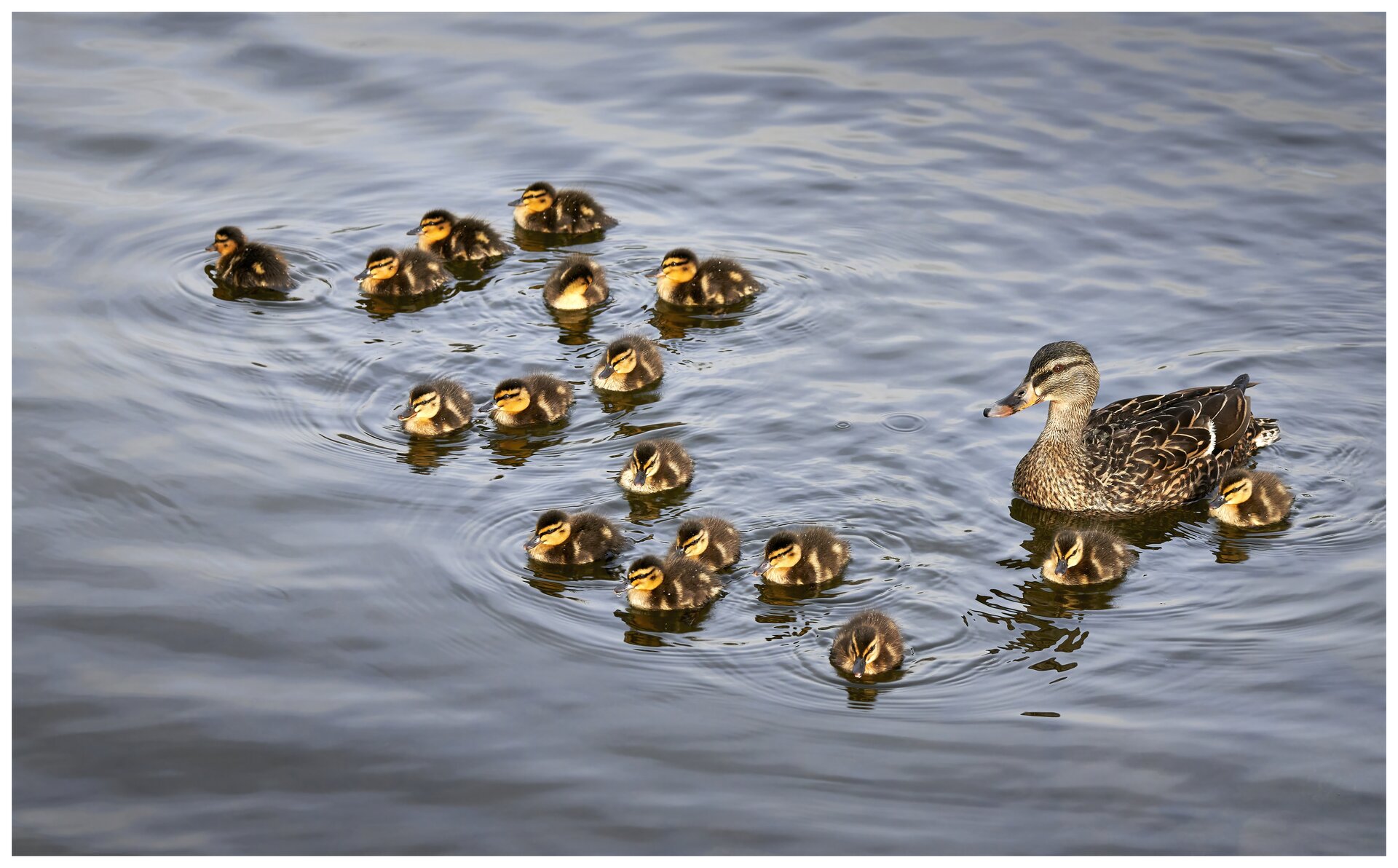 Zdjęcie przedstawia rodzinę kaczek pływającą po wodzie. Widoczna jest samica kaczki, która ma brązowe upierzenie i pomarańczowo‑czarny dziób. Obok widać siedemnaście kaczątek. Są one dużo mniejsze od samicy. Mają brązowo‑żółte upierzenie i czarne dzioby. 