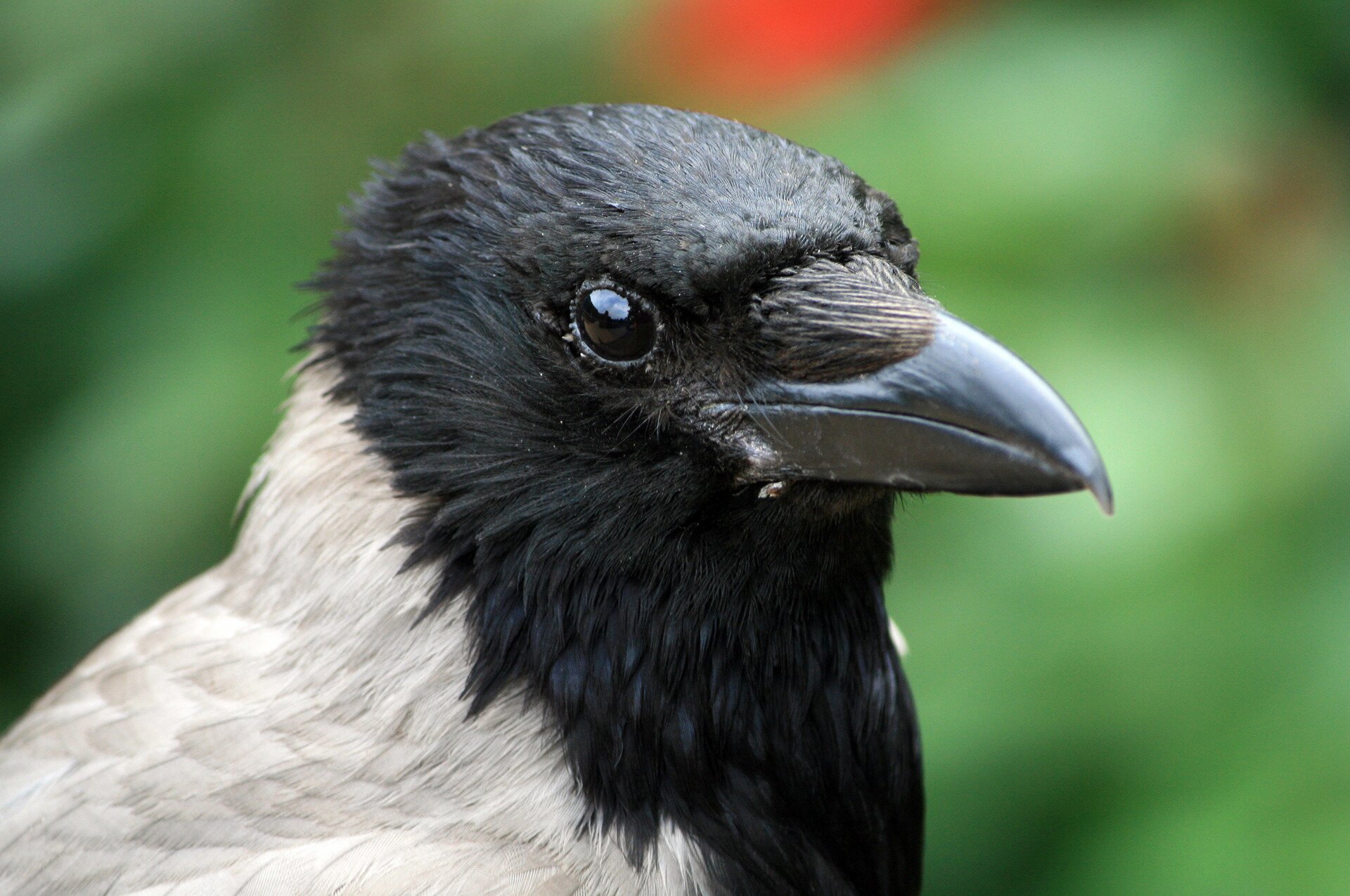 Fotografia kolorowa przedstawia wronę siwą w zbliżeniu na jej głowę. Wrona ma zakrzywiony dziób.