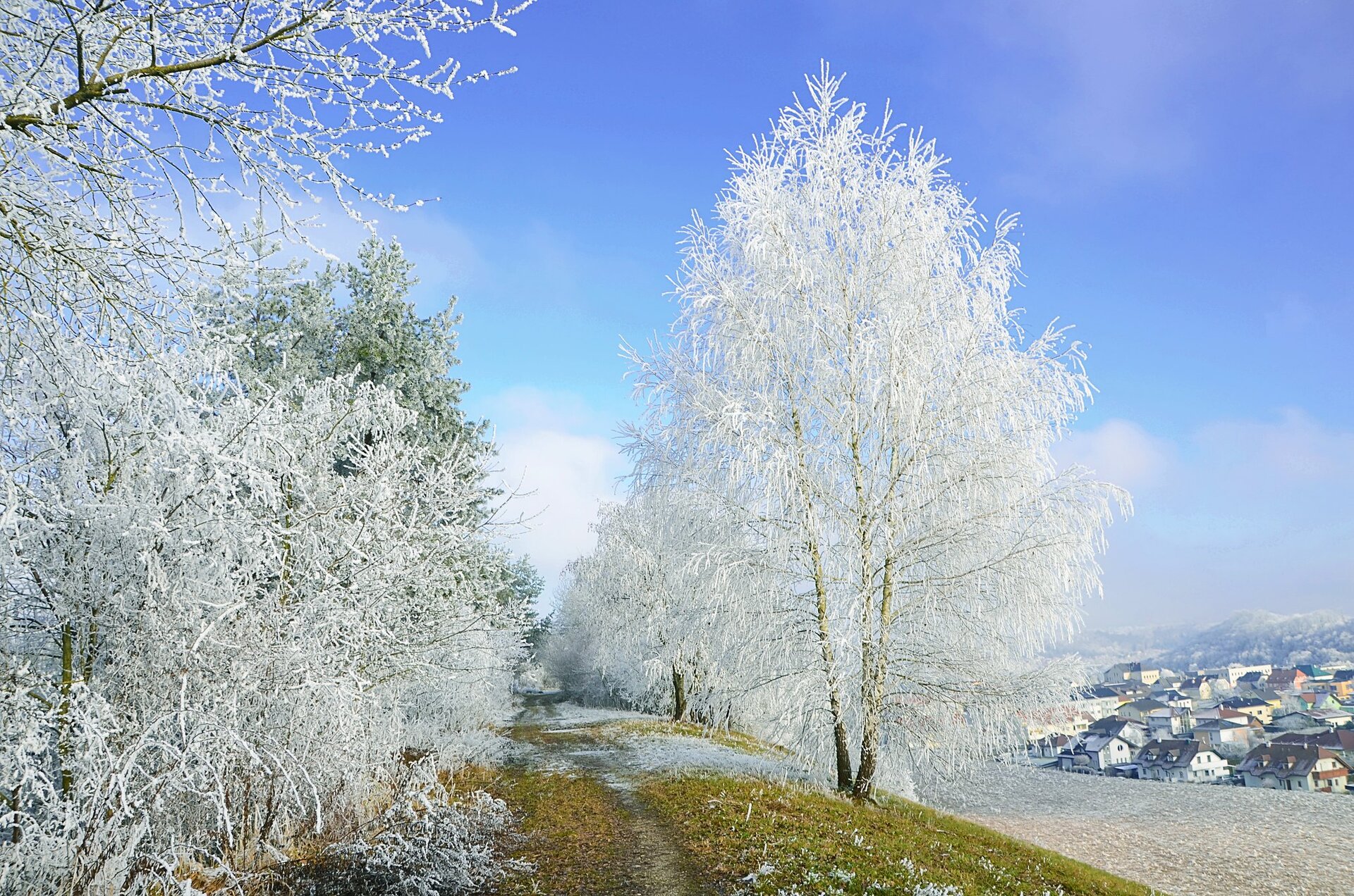 Zdjęcie przedstawia szadź. Na bezlistnych drzewach widać biały śniegowy nalot.