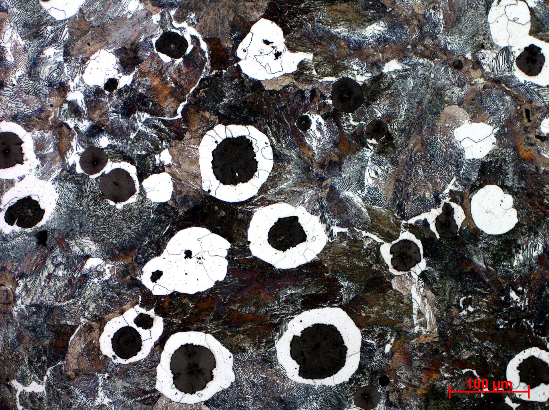 Żeliwo sferoidalne
Osnowa ferrytyczno‑perlityczna z grafitem sferoidalnym. Grafit sferoidalny jest otoczony ziarnami ferrytu, perliste wydzielenia to perlit - powiększenie 20x