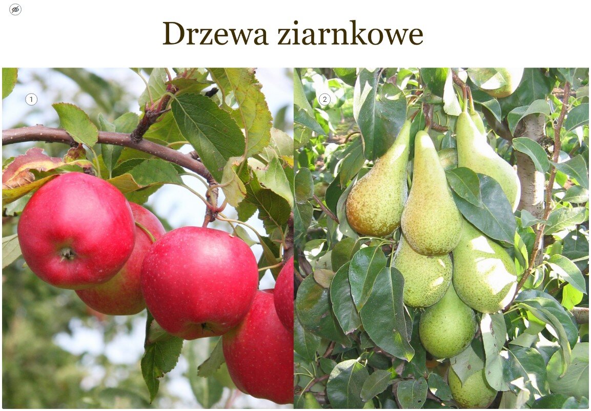 Grafika przedstawia widok ogólny planszy interaktywnej. Na górze widoczny jest napis: Drzewa ziarnkowe. Na planszy znajdują się jabłka i gruszki oraz dwa punkty interaktywne.