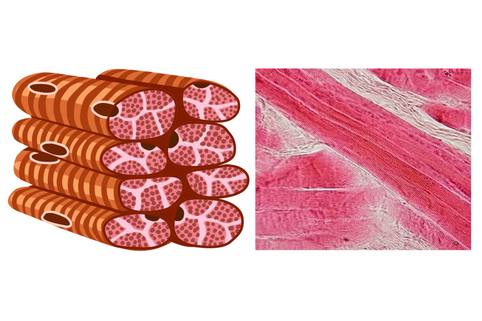 Tkanka mięśniowa poprzecznie prążkowana szkieletowa. Komórki mają kształt walców poukładanych na sobie. Są jasnobrązowe w ciemniejsze pasy. W przekroju walców są różowe owale z ciemnymi plamkami. Pomiędzy nimi jasne wypełnienie. Obraz mikroskopowy przedstawia kilka długich, ukośnych różowych pasm. Obok pasma poziomo. Między nimi białe, sfalowane wypełnienie.