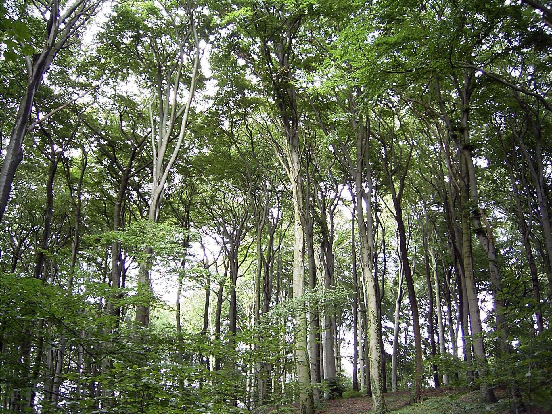 Fotografia przedstawia las liściasty. Korony drzew są wysokie. Las przejrzysty i świetlisty.