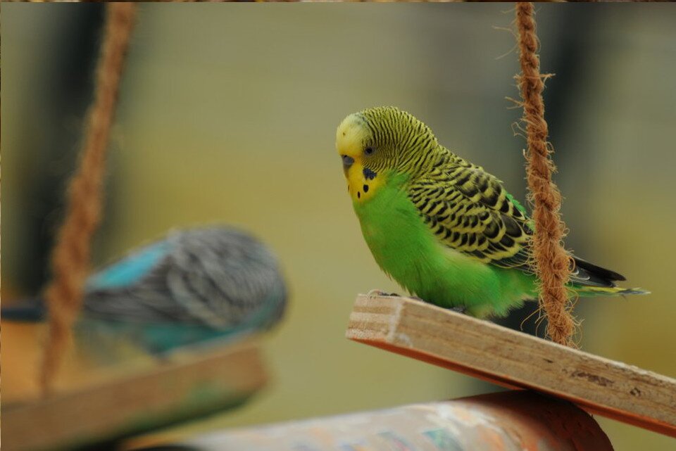 Fotografia prezentuje papużkę falistą siedzącą na huśtawce. Pyszczek żółty, głowa w paski żółto-czarne, podobnie skrzydła. Brzuch zielony.  