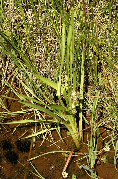Zdjęcie przedstawia jeżogłówkę gałęziastą, wysoka pałkowata roślina rosnąca na podmokłym terenie. Ma lancetowate liście oraz kolczaste, kuliste kwiaty. 