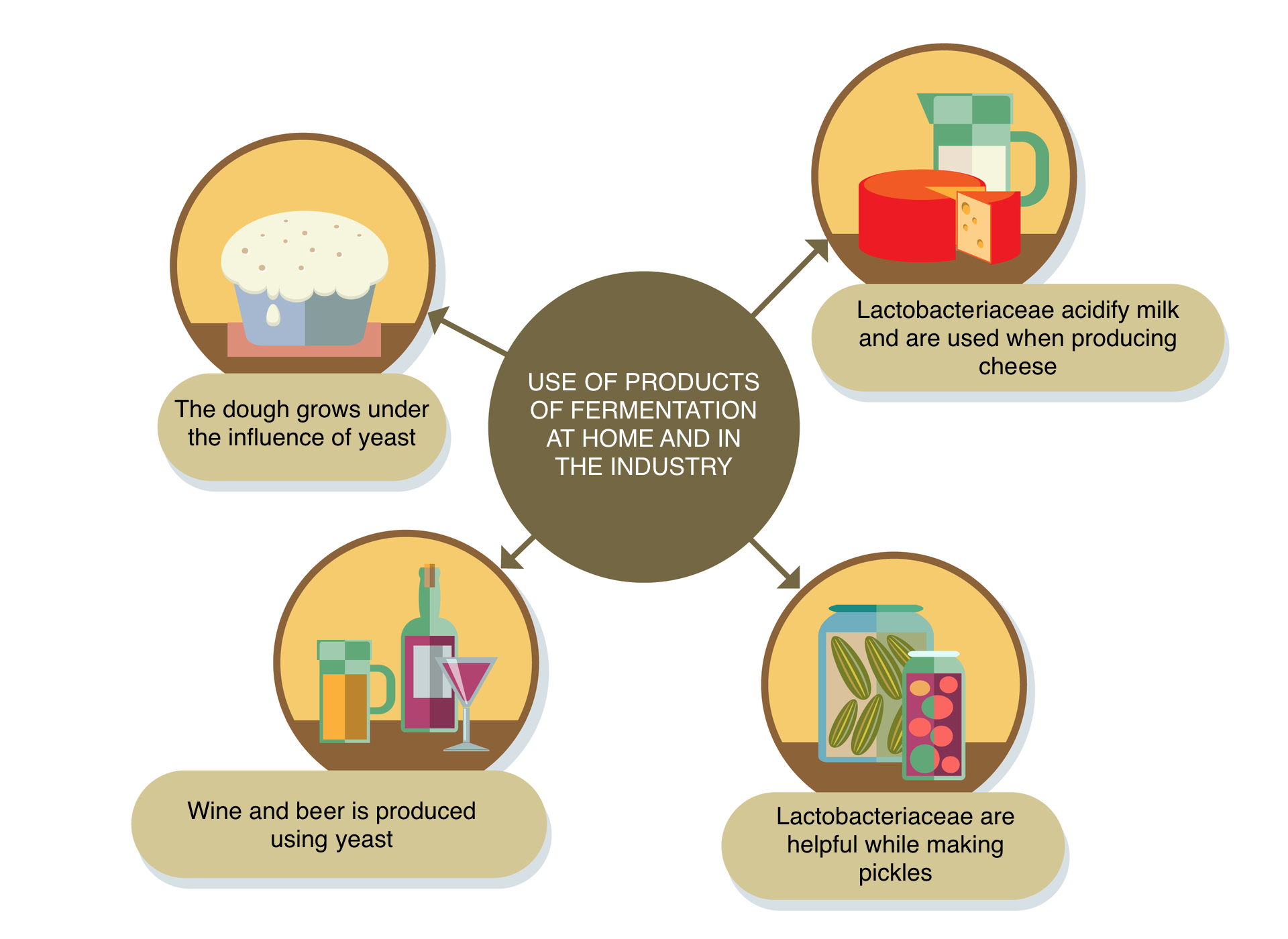 Schemat przedstawia zastosowanie procesu fermentacji. Zastosowanie produktów fermentacji w domu i przemyśle: 1 grafika ciasta drożdżowego, Ciasto rośnie pod wpływem drożdży, the dough grows under the influence of yeasts. 2 grafika butelki wina, kufla piwa, wino i piwo jest produkowane z wykorzystaniem drożdży, wine and beer is produced using yeasts. 3. Grafika słoika wypełnionego ogórkami  i cebulkami kiszonymi, bakterie mlekowe są pomocne podczas robienia kiszonek, Lactobacteriaceae are helpful while making pickles. 4 grafika dzbanka mleka oraz sera żółtego, bakterie mlekowe zakwaszają mleko i jest stosowany przy produkcji sera, Lactobacteriaceae acidify milk and are used when producing cheese