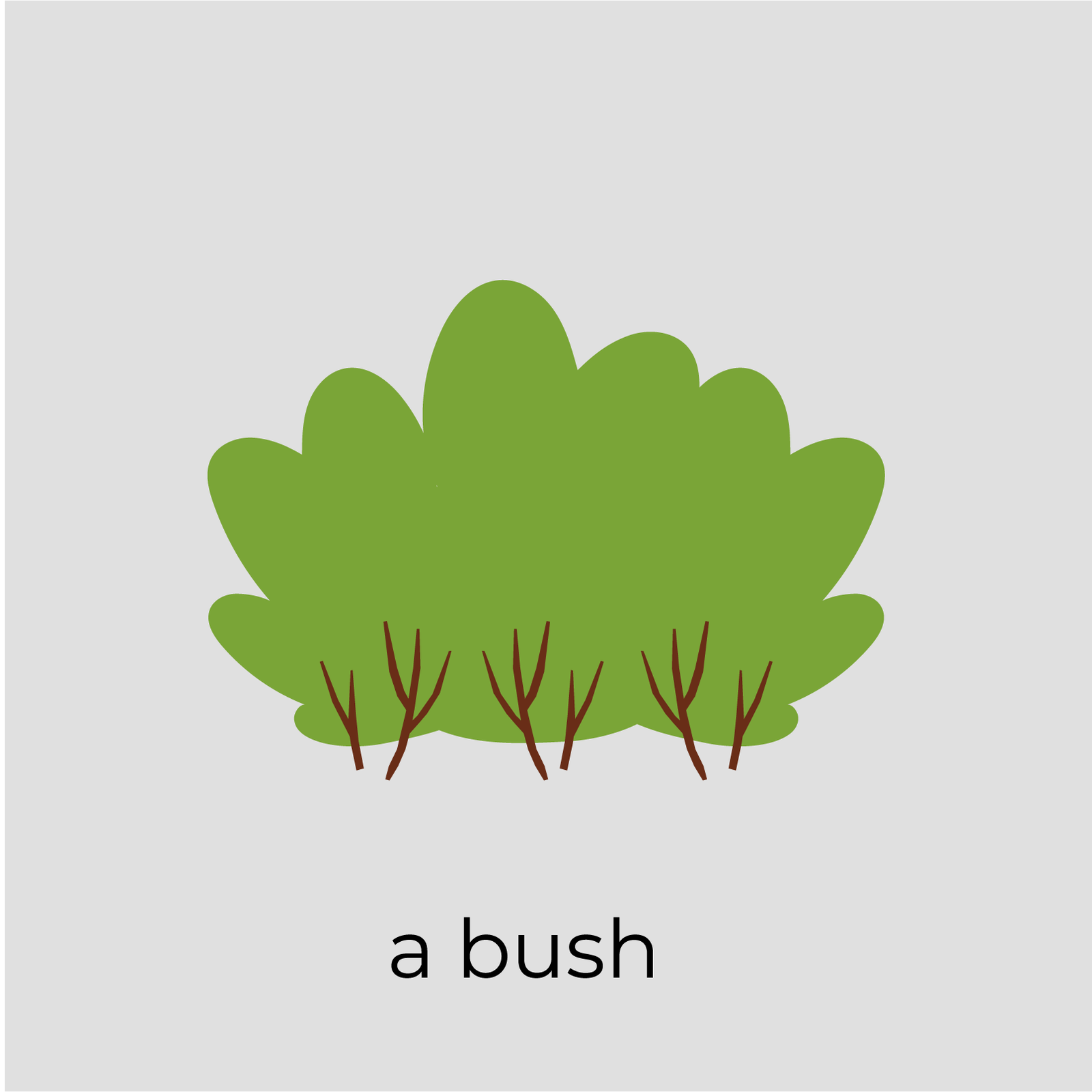 Ilustracja przedstawia krzak. Z podłoża gęsto wyrastają zdrewniałe łodygi, na końcu których wyrastają liczne liście. Na ilustracji widnieje podpis: a bush.