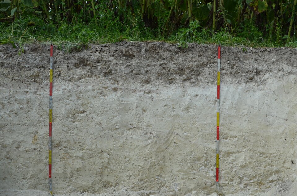 Na zdjęciu jest profil glebowy pararędziny. na powierzchni rosną rośliny zielne. Pod nimi pierwsza warstwa ziemi jest ciemnoszara, a kolejna, głęboka warstwa  - bardzo jasno szara. Pierwsza warstwa ma większe uziarnienie niż warstwa głęboka. .