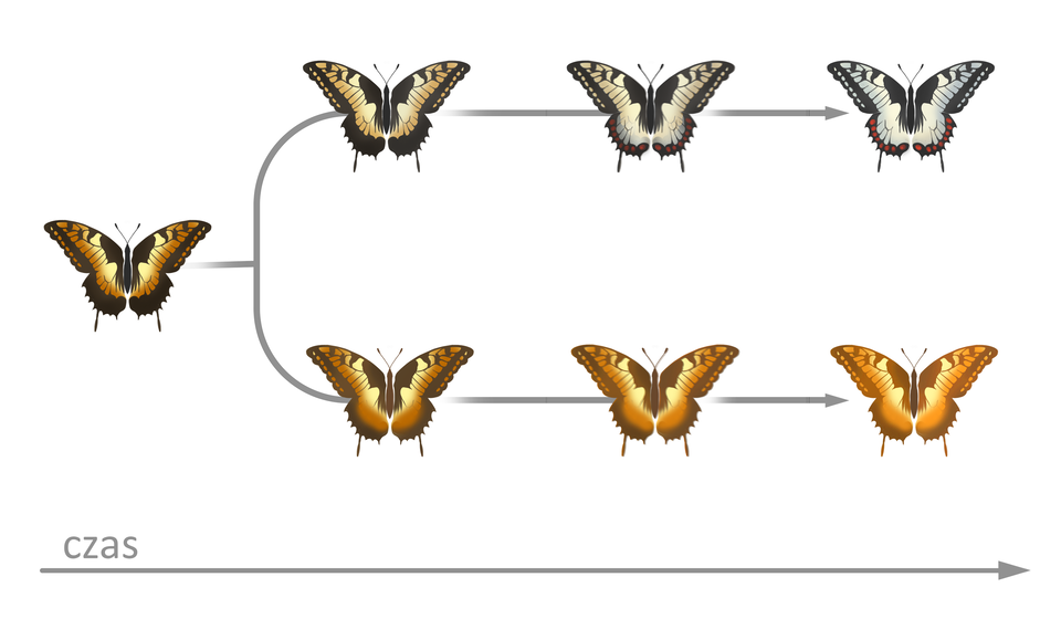 Zdjęcie przedstawia schemat ewolucji motyla. Pierwszym elementem schematu jest motyl o ubarwieniu pomarańczowo - brunatnym. Od niego biegną dwie równoległe linie. W pierwszej linii przedstawiono trzy osobniki motyli, u każdego kolejnego motyla następuje odbarwienie skrzydeł. Pierwszy motyl ma ubarwienie wyblakłe pomarańczowo - brunatne, krawędź skrzepł jest czarna. Drugi motyl ma ubarwienie wpadające w kolor szary, ale jeszcze odrobinę wyblakłe pomarańczowo - brunatne, czarna krawędź skrzydeł przybiera odcień czerwony. Trzeci motyl ma ubarwienie szare, z czerwoną krawędzią skrzydeł.   W drugiej linii ewolucji następuję intensyfikacja koloru pomarańczowego w ubarwieniu motyli. Pierwszy motyl ma ubarwienie pomarańczowo - brunatne. Drugi motyl ma ubarwienie intensywniej pomarańczowe. Czarne krawędzie skrzydeł również rozjaśniają się - brązowieją. Trzeci motyl w zasadzie ma ubarwienie pomarańczowe. 