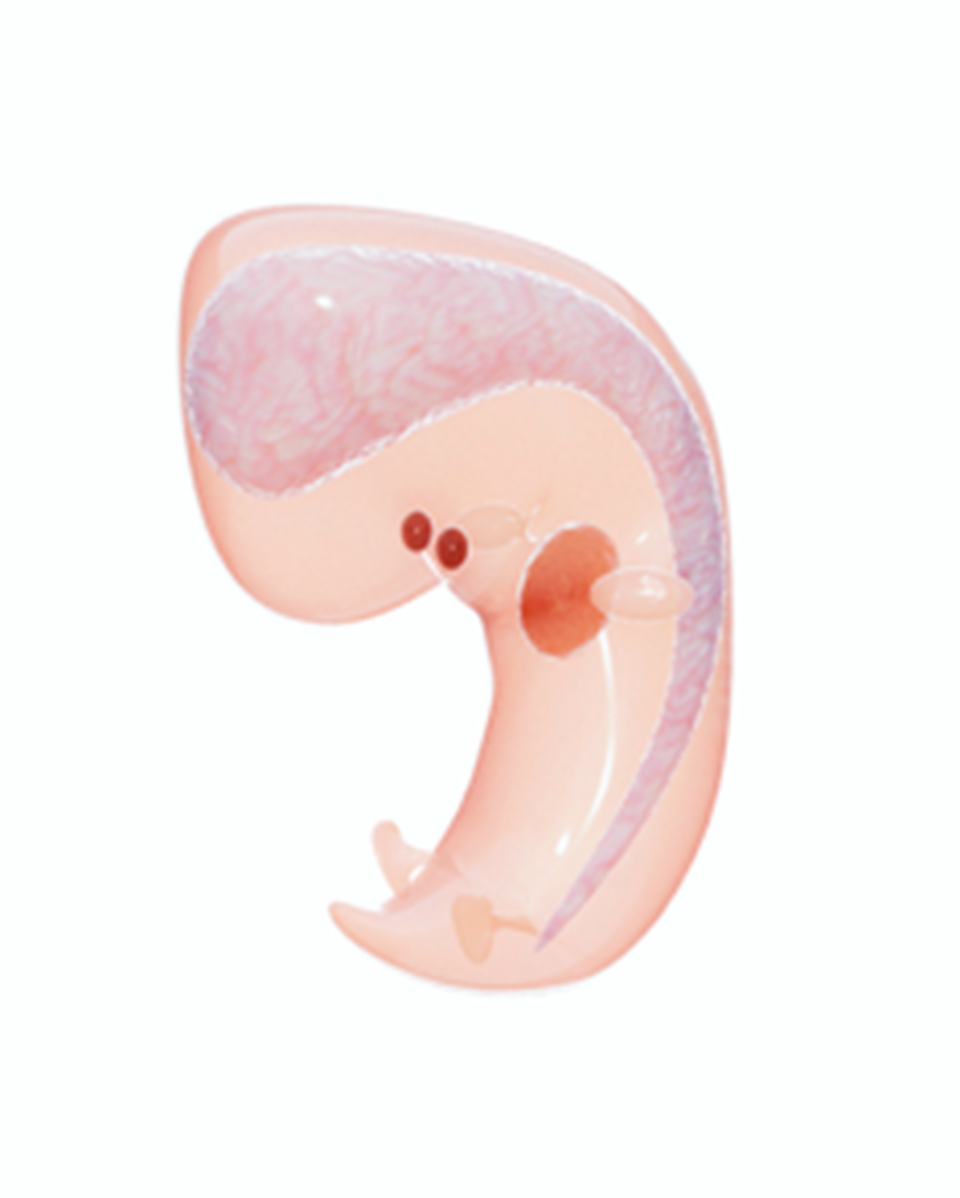 Ilustracja przedstawia zarodek ludzki w sześć tygodni po zapłodnieniu. Widoczna jest cewka nerwowa, mózg i serce. Zaczynają się rozwijać oczy i uszy. Tworzy się układ pokarmowy oraz chrzęstny szkielet (kręgosłup ma grubość szpilki, a żebra – włosa).