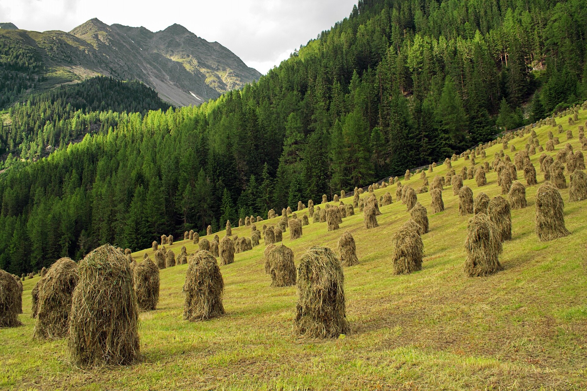 Zorientowana poziomo fotografia barwna przedstawiająca kilkaset ukazanych w perspektywie wąskich wysokich kop siana na zboczu opadającej ku lewej stronie górskiej łąki. Jasne brązowożółte siano i pozostała po koszeniu spłowiała jasna pożółkła trawa odcinają się wyraźnie od ciemnej ściany iglastego lasu w tle. Prosta linia podziału między drzewami i łąką wznosi się skosem od ćwierci wysokości lewej krawędzi kadru, by po przejściu przez jego środek zakończyć się w trzech czwartych wysokości prawej krawędzi. Poszarpana linia utworzona przez wierzchołki drzew wyłania się spod górnej krawędzi fotografii na prawo od jej środka. Opada w dół w połowie długości, rozświetlona w tym miejscu słońcem, rozdwaja się i jasną zielenią ożywia górną partię kompozycji. Dolna odnoga dochodzi do lewej krawędzi fotografii. Wyższa oddala się w stronę widocznego na horyzoncie masywu górskiego, którego szczyty widoczne są wyraźnie na tle bieli obłoków pokrywających szczelnie niebo. Jeszcze przed połową szerokości kadru masyw opada i znika za ścianą lasu tworzącego tło dla łąki.