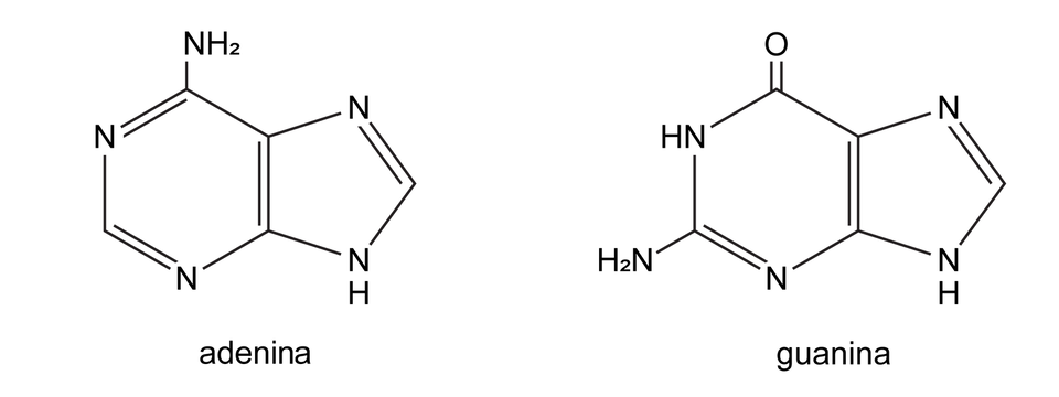 Ilustracja przedstawia azotowe zasady zawierające cząsteczki lub atomy azotu w dwóch pięciokątnych pierścieniach. Pod jednym widoczny jest napis adenina, a pod drugim guanina. Wzór sumaryczny adeniny C indeks dolny 5 H indeks dolny 5 N indeks dolny 5. Wzór sumaryczny guaniny C indeks dolny 5 H indeks dolny 5 N indeks dolny 5 O.