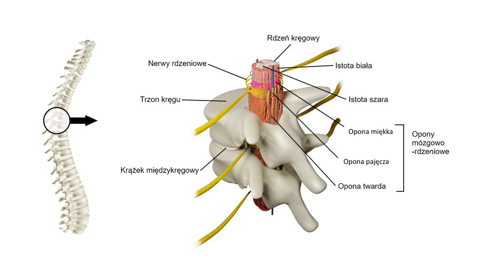 Na ilustracji przedstawiono budowę rdzenia kręgowego. Po lewej stronie obrazka jest kręgosłup zbudowany z kręgów. Po prawej stronie opisano poszczególne części rdzenia i otaczających go kręgów. Rdzeń kręgowy biegnie przez środek kręgosłupa. Ma kształt grubego sznura. Jego środek wypełnia istota szara - ma charakterystyczny kształt litery H. Na zewnątrz rdzenia znajduje się istota biała. Rdzeń kręgowy pokryty jest trzema oponami mózgowo‑rdzeniowymi: miękką, twardą i pajęczą. Następnie rdzeń otaczają nerwy rdzeniowe. Rdzeń kręgowy chronią kręgi. Trzon kręgu i łuk kręgu tworzą otwór kręgowy, w którym znajduje się rdzeń kręgowy. Pomiędzy kręgami leży cienki krążek międzykręgowy.    