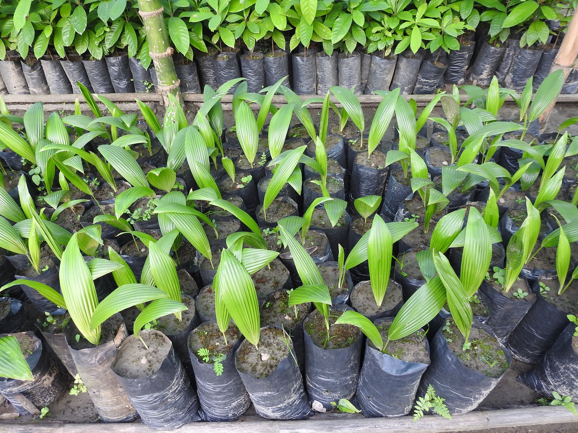 Na zdjęciu widoczne są rośliny w balotach. Sadzonki są umieszczone w workach o walcowatym kształcie z przyciętą górą.