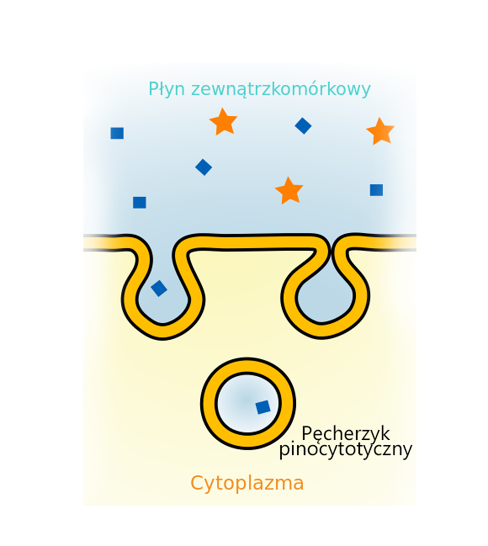 Ilustracja przedstawia schemat przebiegu pinocytozy. W płynie zewnątrzkomórkowym znajdują się różne cząsteczki stałe. W błonie komórkowej powstają wpuklenia, w wyniku czego tworzą się we wnętrzu błony kanaliki pinocytotyczne zawierające pobrane z płynu zewnątrzkomórkowego cząsteczki stałe. Od takiego kanaliku odrywa się pęcherzyk pinocytotyczny z cząsteczka stałą i przemieszcza w głąb cytoplazmy.