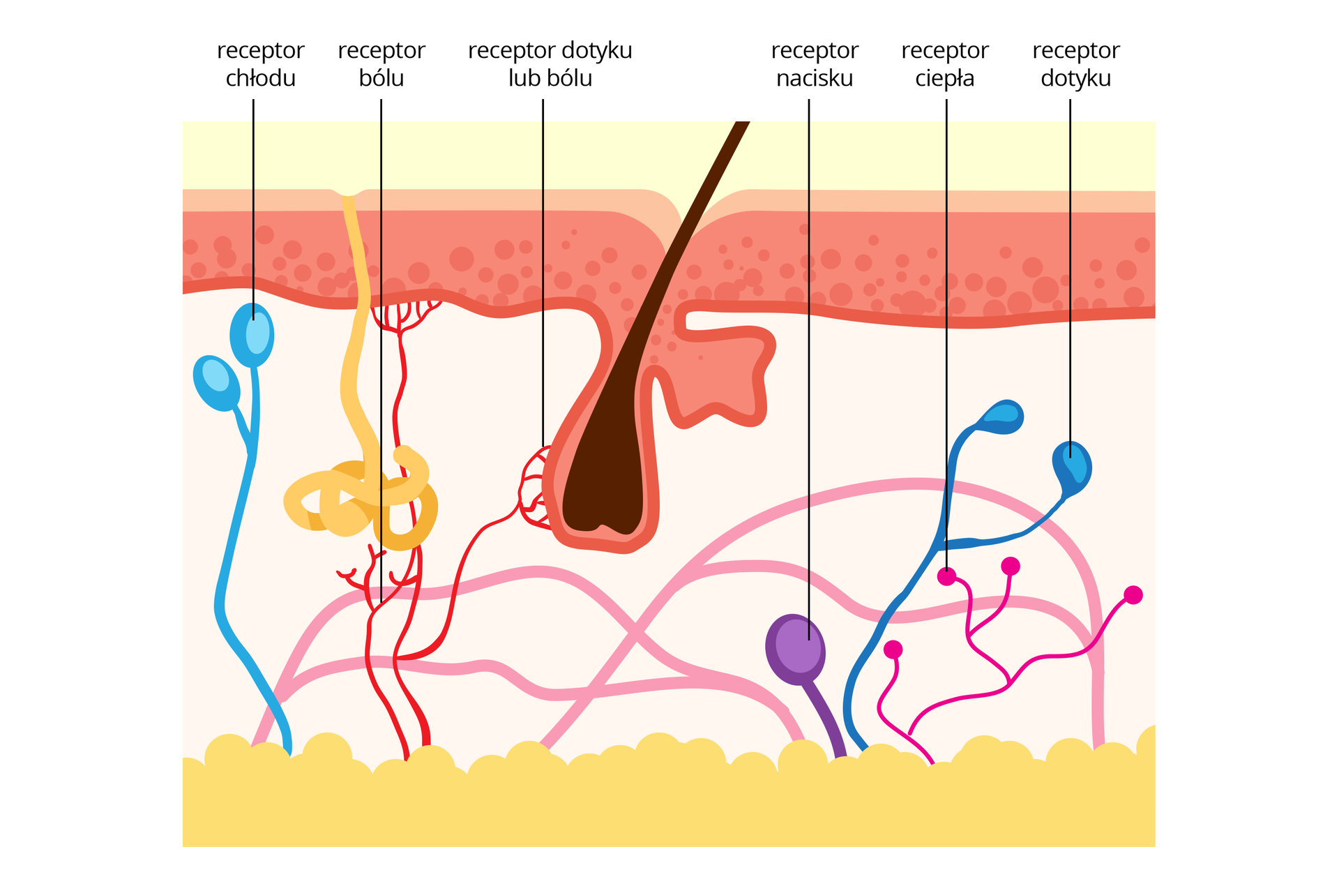 Ilustracja przedstawia przekrój przez skórę z brązowym włosem. U góry koralowy naskórek. U dołu żółta warstwa tłuszczowa. W skórze właściwej kolorami zaznaczono lokalizacją receptorów czucia. Od lewej turkusowe baloniki symbolizują receptor chłodu. Czerwone krzaczki przedstawiają receptor bólu. Przy cebulce włosa może to być receptor dotyku lub bólu. Fioletowy balonik symbolizuje receptor nacisku, niebieski to receptor dotyku. Różowe rozgałęzienia z kulką to receptory ciepła.