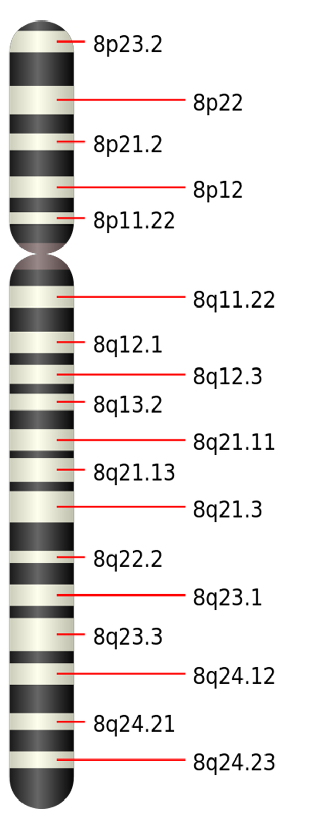 Grafika przedstawia ideogram ludzkiego chromosomu ósmej pary. Jest on zbudowany z ramienia krótszego (oznaczonego małą literą p) i ramienia dłuższego (oznaczonego małą literą q). Na każdym z ramion znajdują się naprzemiennie prążki ciemnoszare i jasnoszare. W krótszym ramieniu (małe p) prążki jasnoszare mają następujące oznaczenia, patrząc od znajdującego się na górnym końcu ramienia do centromeru): Punkt pierwszy: 8 małe p 23 kropka 2. Punkt drugi: 8 małe p 22. Punkt trzeci: 8 małe p 21 kropka 2. Punkt czwarty: 8 małe p 12. Punkt piąty: 8 małe p 11 kropka 22. W dłuższym ramieniu (małe q) prążki jasnoszare mają następujące oznaczenia, patrząc od znajdującego się na górze centromeru do końca ramienia): Punkt pierwszy: 8 małe q 11 kropka 22. Punkt drugi: 8 małe q 12 kropka 1. Punkt trzeci: 8 małe q 12 kropka 3. Punkt czwarty: 8 małe q 13 kropka dwa. Punkt piąty: 8 małe q 21 kropka 11. Punkt szósty: 8 małe q 21 kropka 13. Punkt siódmy: 8 małe q 21 kropka 3. Punkt ósmy: 8 małe q 22 kropka 2. Punkt dziewiąty: 8 małe q 23 kropka 1. Punkt dziesiaty: 8 małe q 23 kropka 3. Punkt jedenasty: 8 małe q 24 kropka 12. Punkt dwunasty: 8 małe q 24 kropka 21. Punkt trzynasty: 8 małe q 24 kropka 23.