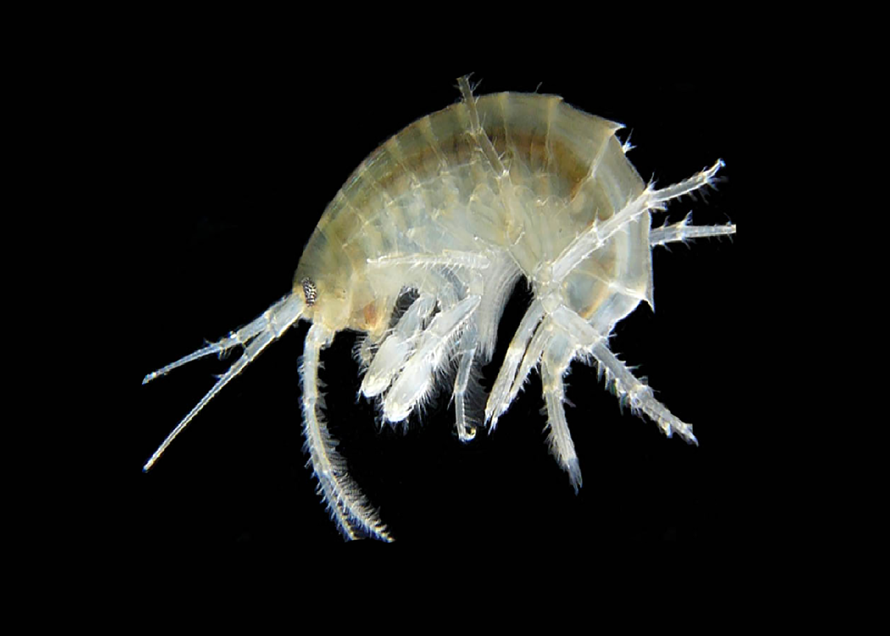 Fotografia prezentuje niewielkiego skorupiaka wodnego – kiełża. Ciało kiełża jest spłaszczone bocznie, łukowato wygięte. Po lewej stronie widoczna głowa z długimi czułkami, następnie segmentowany tułów z odnóżami oraz odwłok. Ciało kiełża okryte przezroczystym pancerzem.