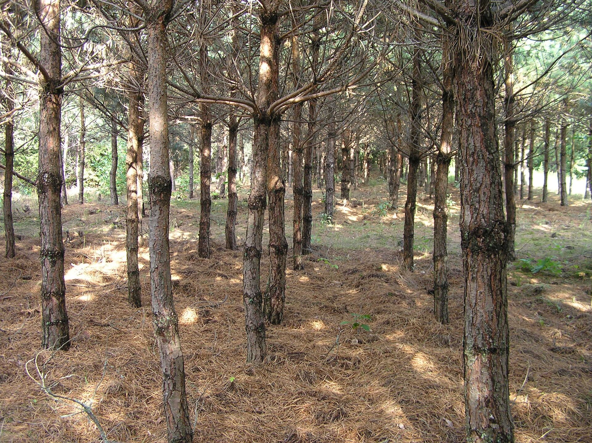 Fotografia przedstawiająca monokulturę sosnową. Drzewa rosnące w równych odstępach od siebie, posadzone przez człowieka. Na ziemi duża ilość jasnobrązowych igieł.