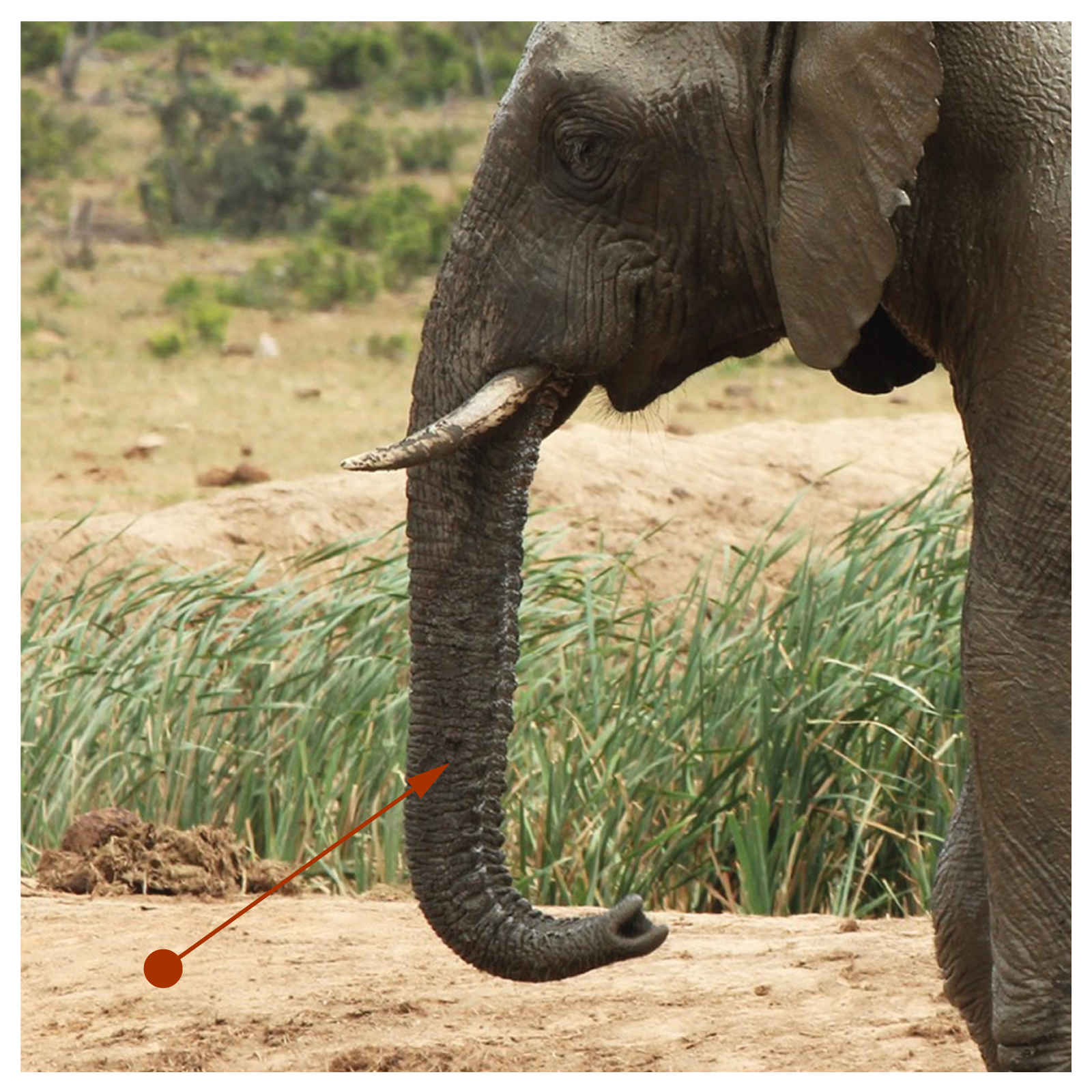 Zdjęcie przedstawia głowę słonia na tle trawy. Strzałka wskazuje jego trąbę.