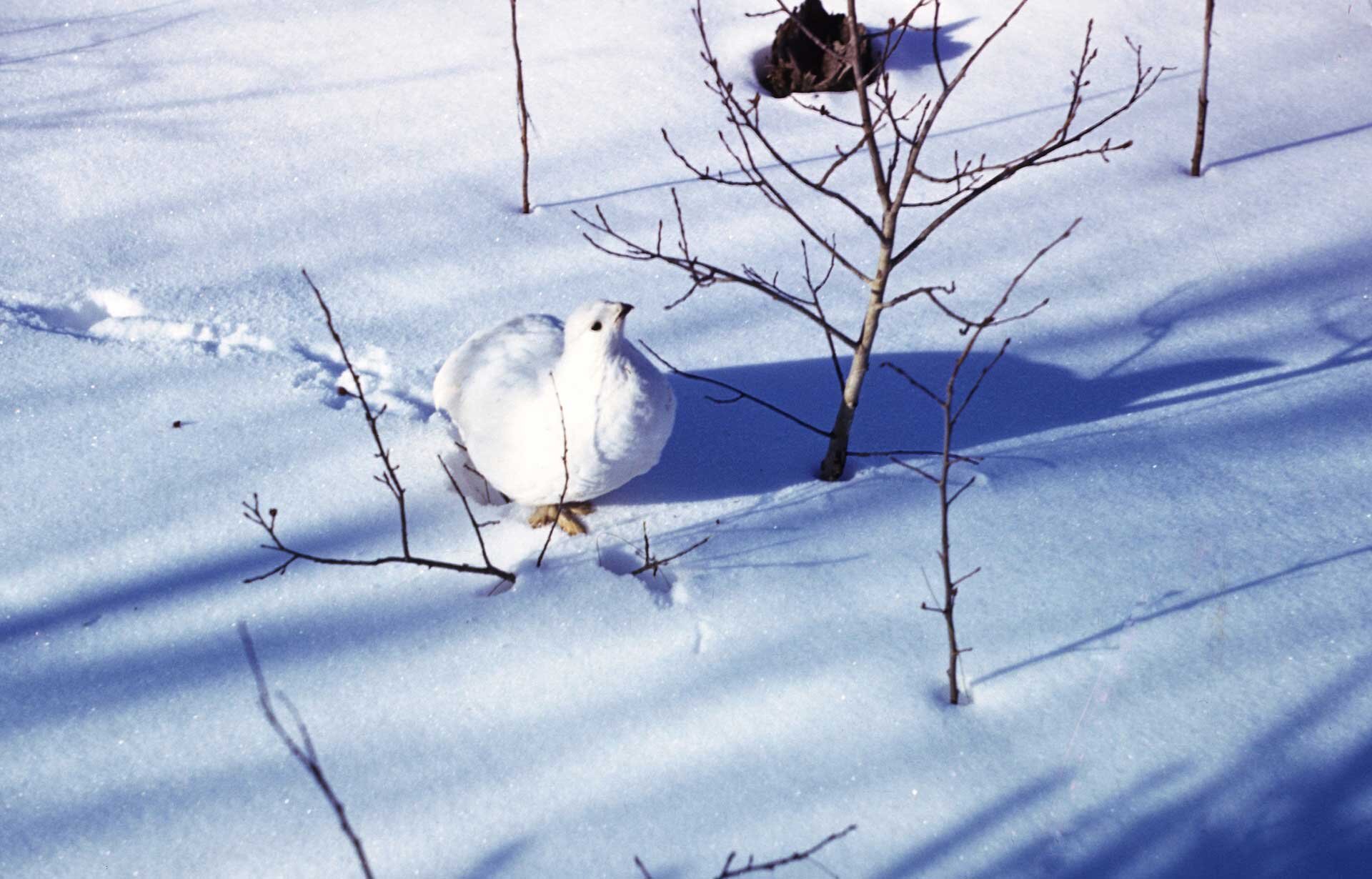 Fotografia prezentuje pardwę kolory białego o czarnych, małych oczach i spiczastym krótkim dziobem. Ptak kroczy na śniegu i patrzy w górę. Ze śniegu wystają brązowe, bezlistne gałązki. Słońce mocno świeci robiąc cienie wystających gałęzi.