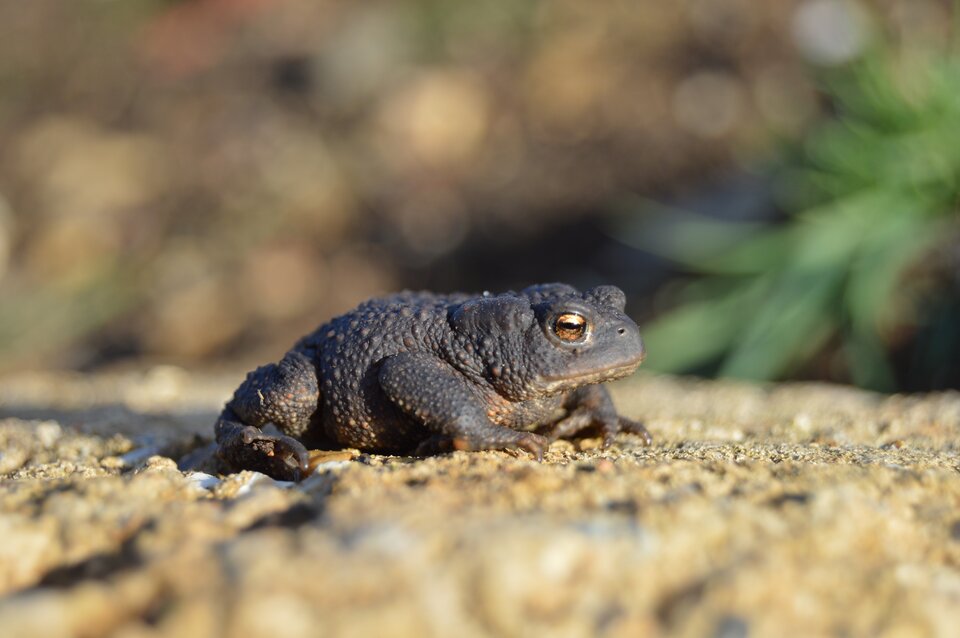 Zdjęcie przedstawia ropuchę szarą siedzącą na drobnych kamieniach. Jej ciało jest krępe i masywne. Skóra jest ciemnoszara i chropowata. Na brzuchu nieco jaśniejsza z plamkami. Ropucha ma oczy złotego koloru z podłużną źrenicą.